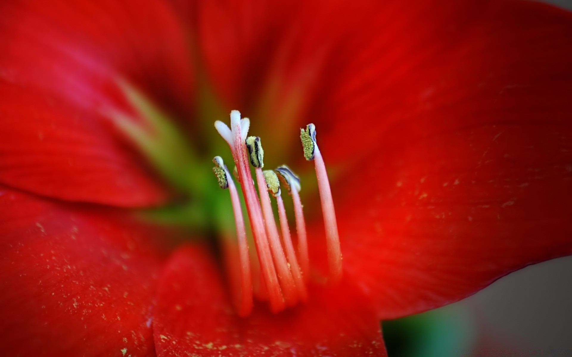 macro natureza flor verão jardim flora cor tulipa folha brilhante amor bela orvalho close-up