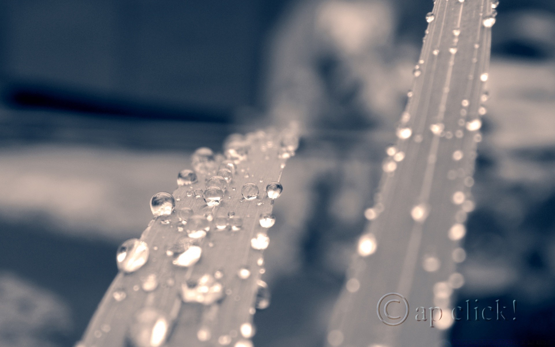 macro rain wet water drop blur reflection cold shining dew