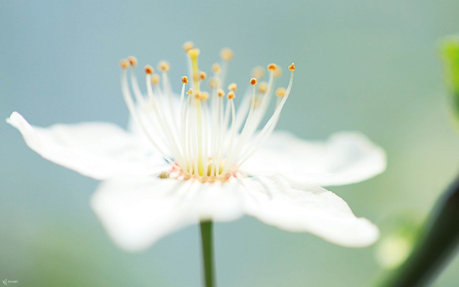 makroaufnahme blume natur flora sommer garten blatt unschärfe blütenblatt wachstum blumen blühen im freien gutes wetter hell schließen