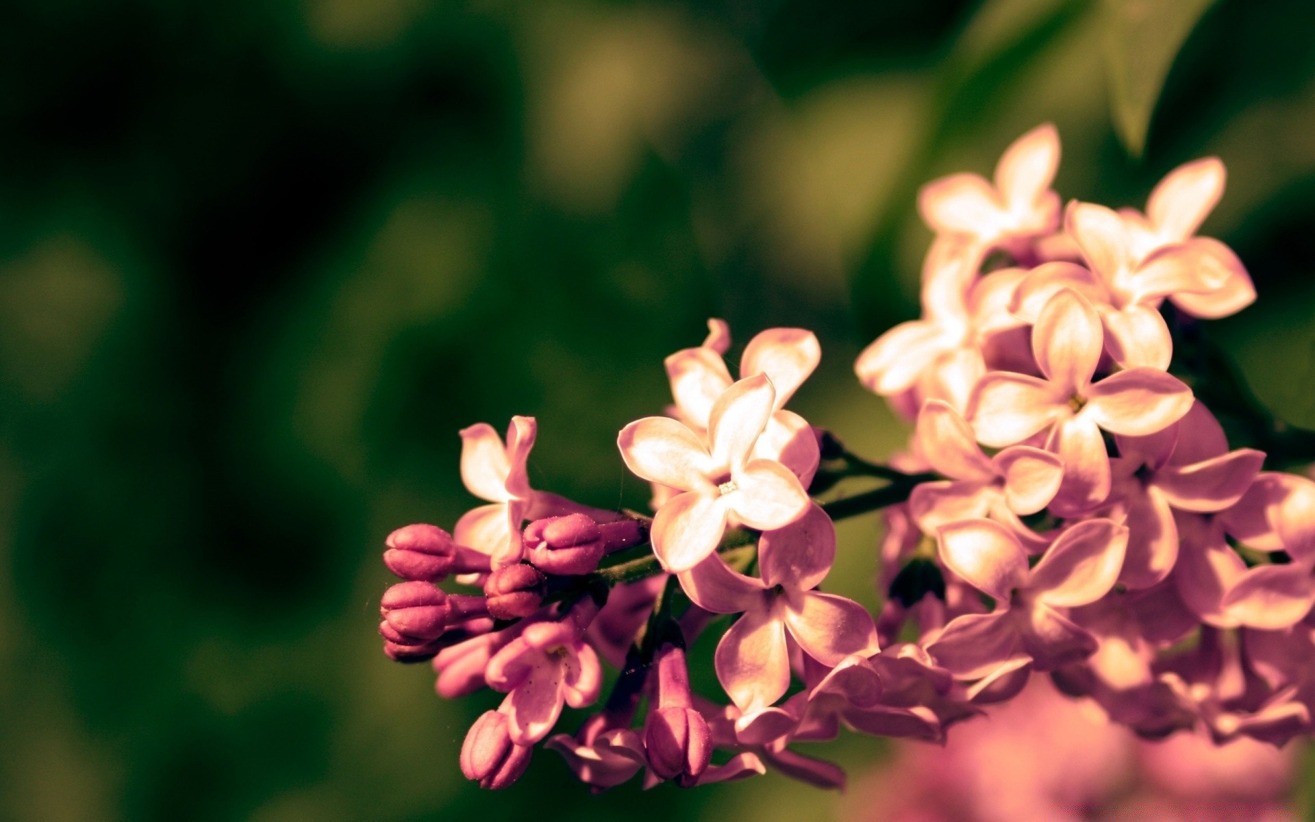 makro kwiat natura flora liść ogród wzrost lato kwiatowy rozmycie płatek bluming drzewo sezon kolor oddział na zewnątrz jasne