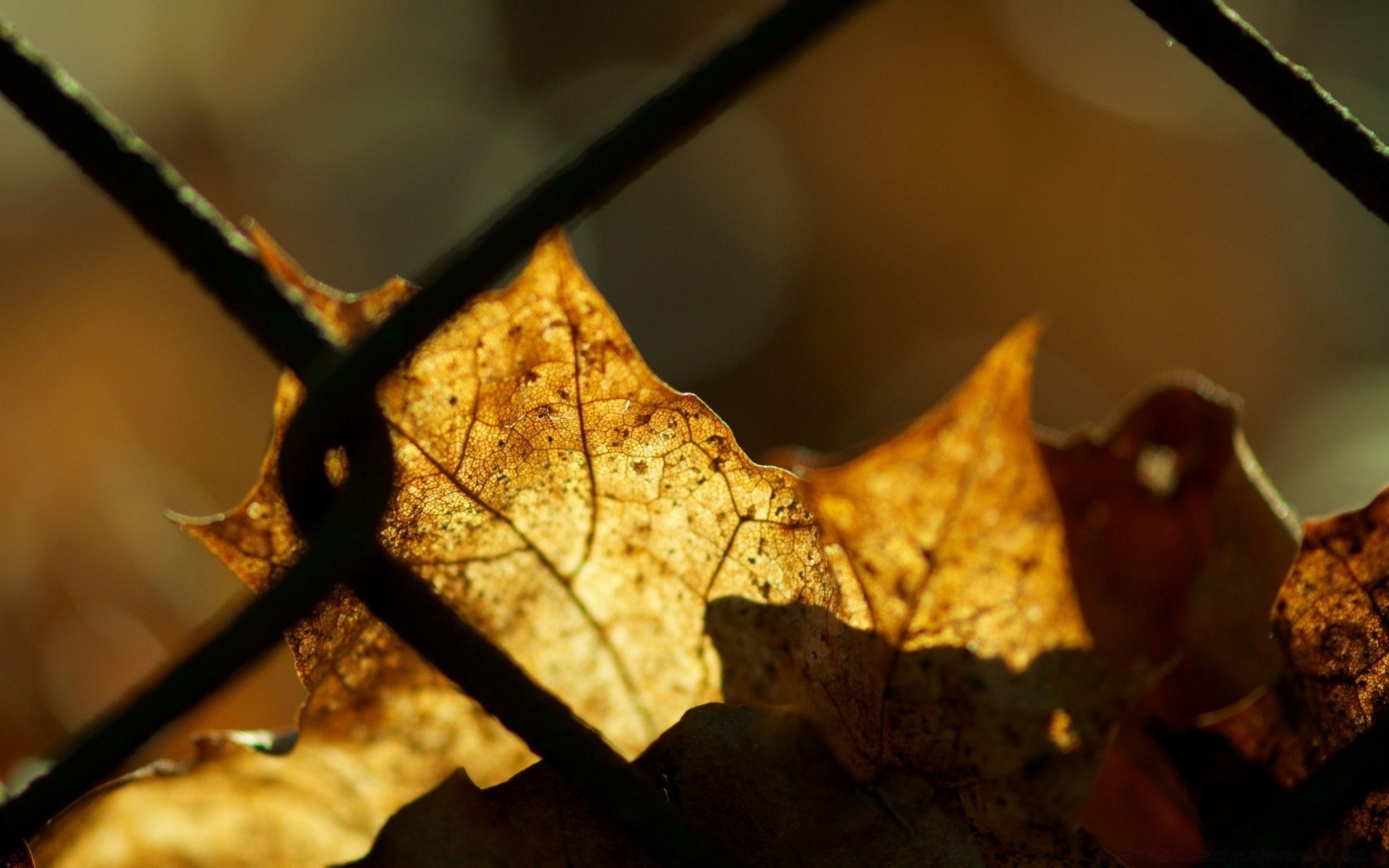 macro autunno foglia cibo natura legno acero inverno all aperto