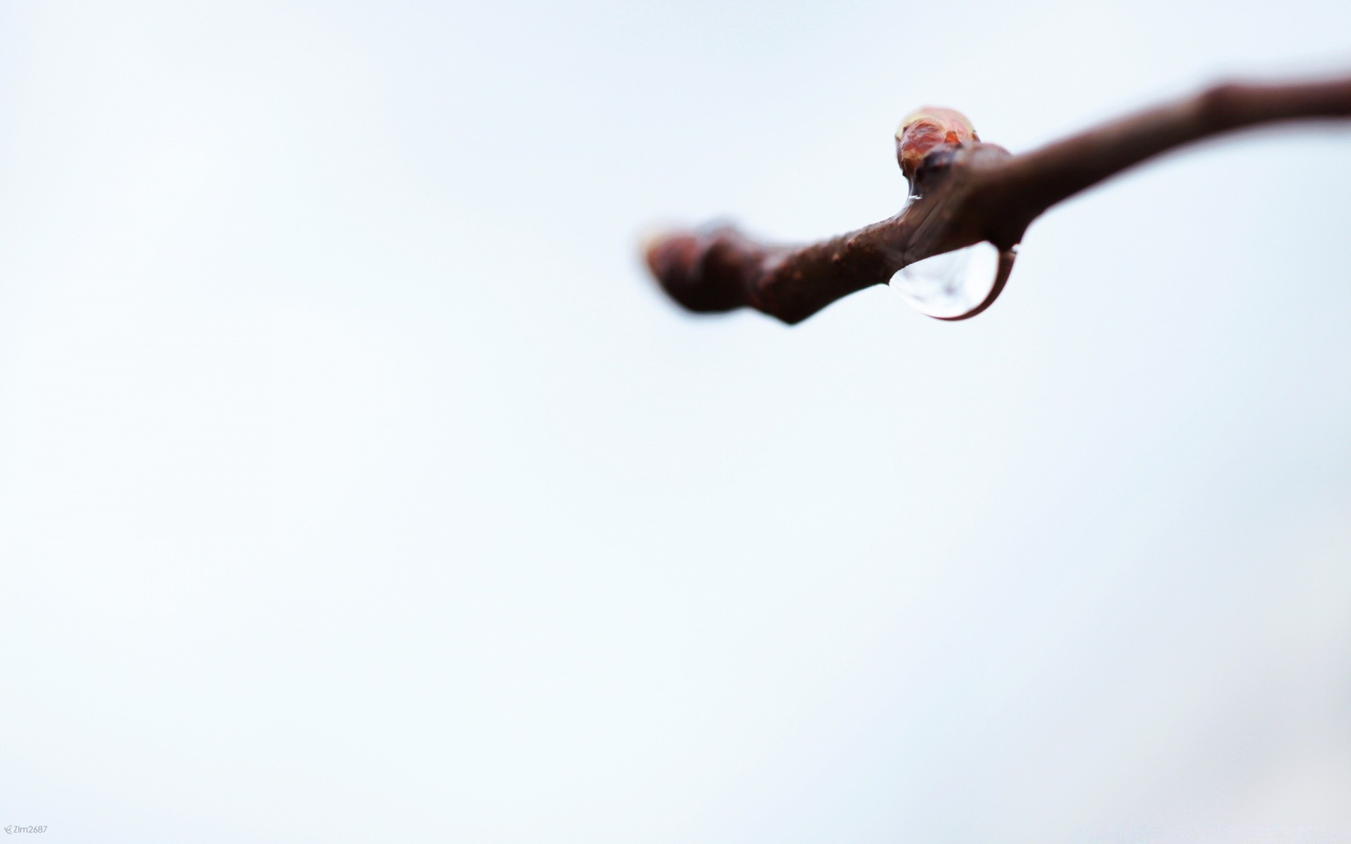 macro sky action one landscape motion bird