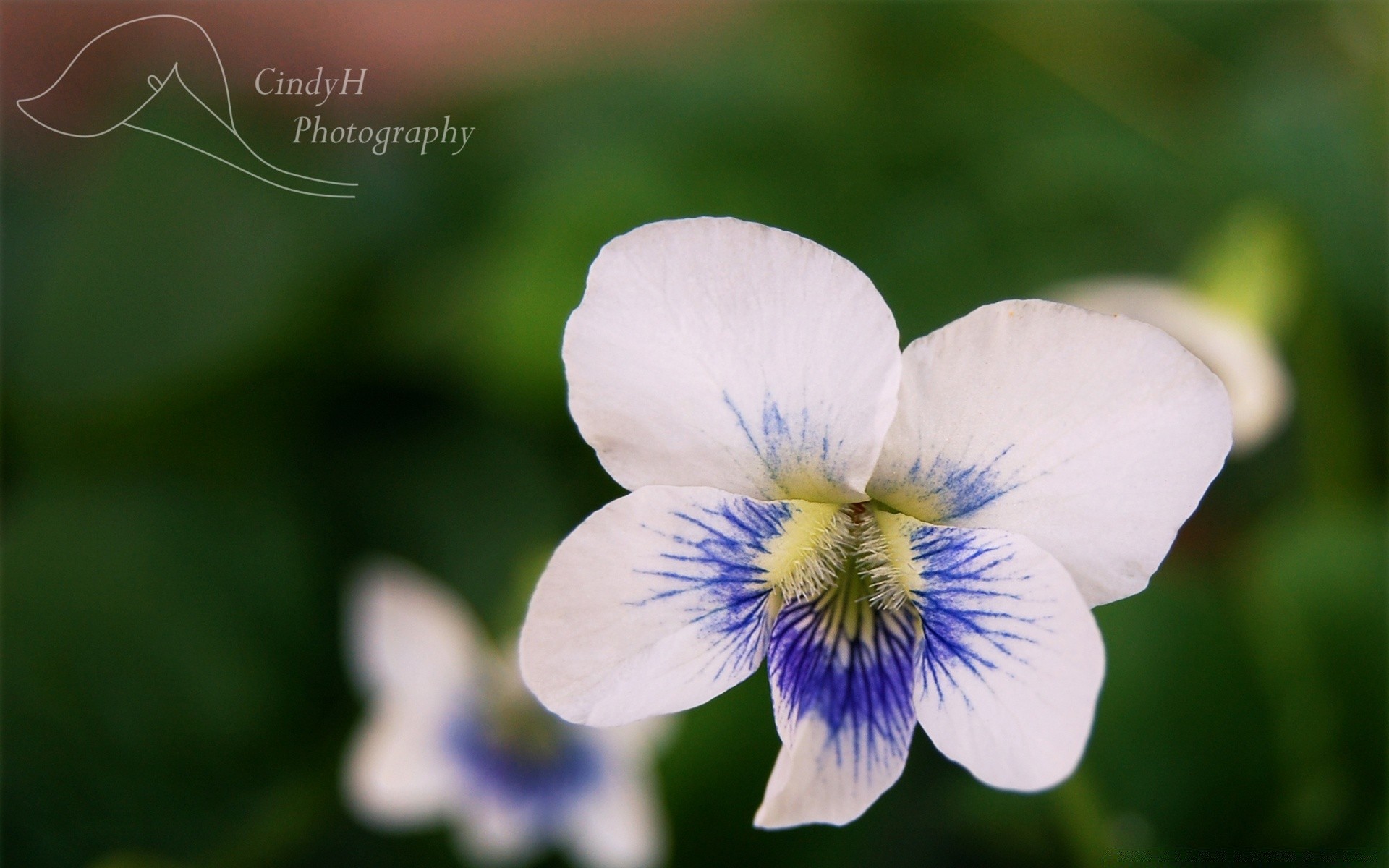 macro natura foglia all aperto flora fiore luminoso estate crescita giardino