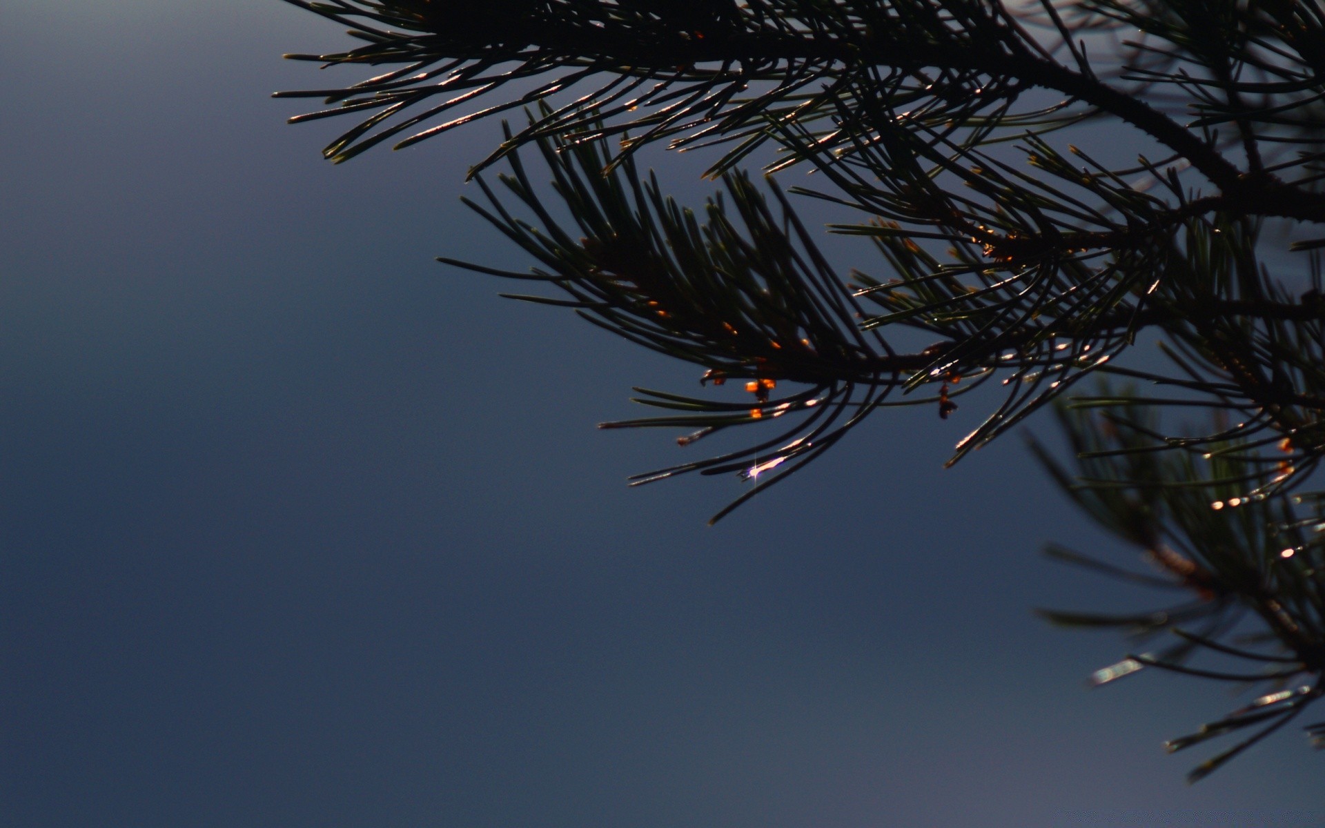 macro hiver conifères arbre noël aiguille evergreen branche à l extérieur nature