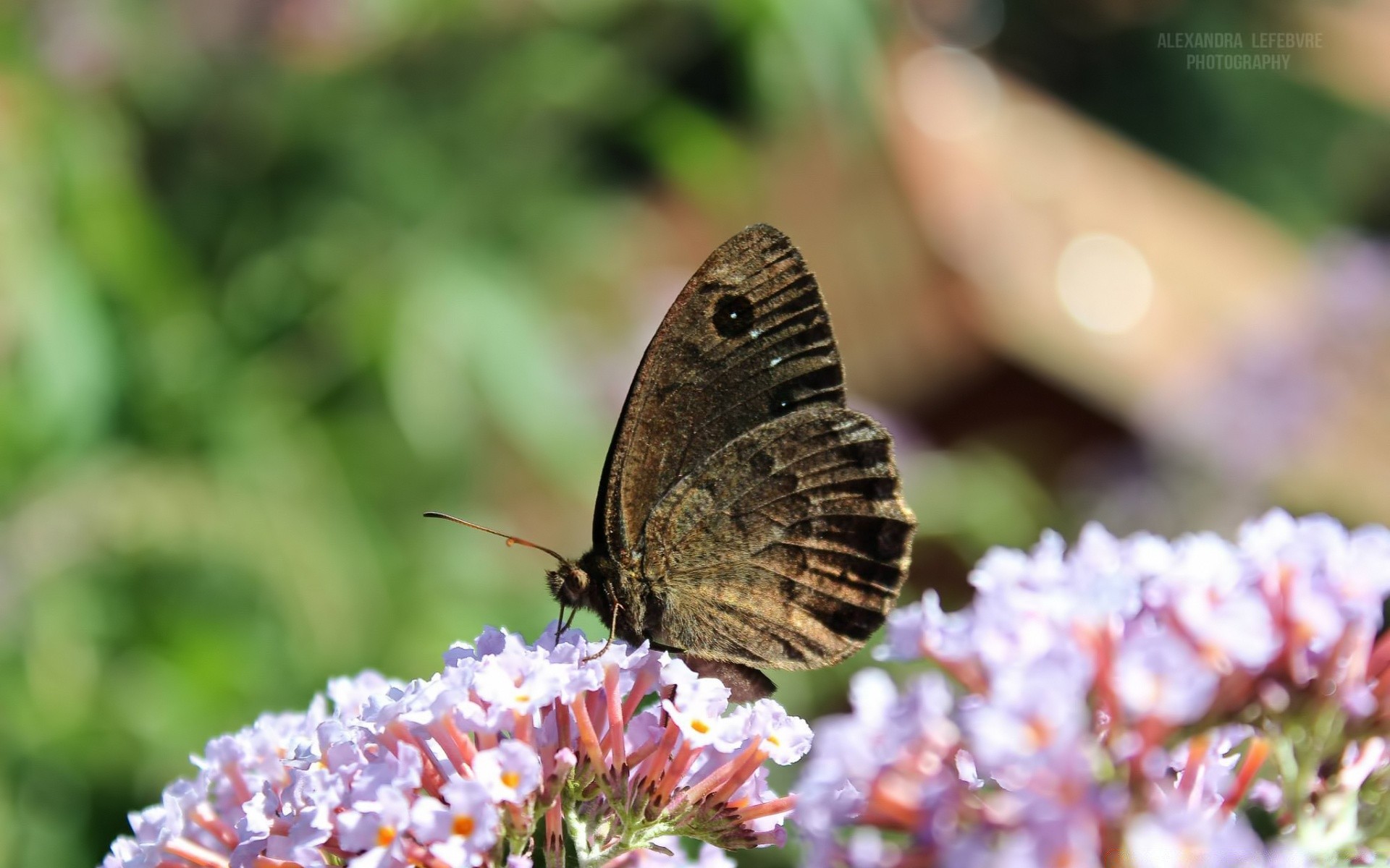 macro papillon nature fleur insecte à l extérieur été jardin feuille invertébrés flore couleur faune délicat