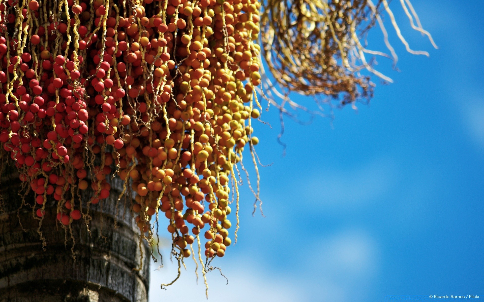 macro nature outdoors leaf growth fall flora tree bright winter fair weather season hanging