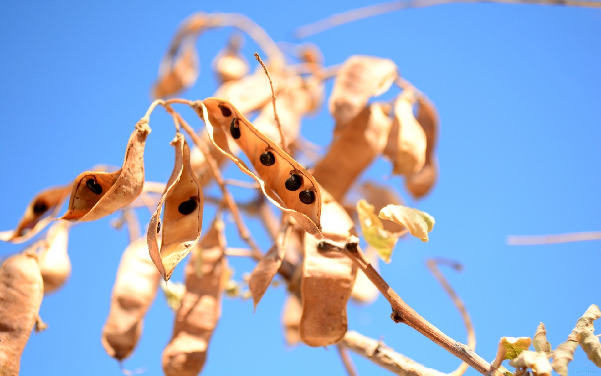 macro outdoors nature hanging sky tree season flora group color branch winter little