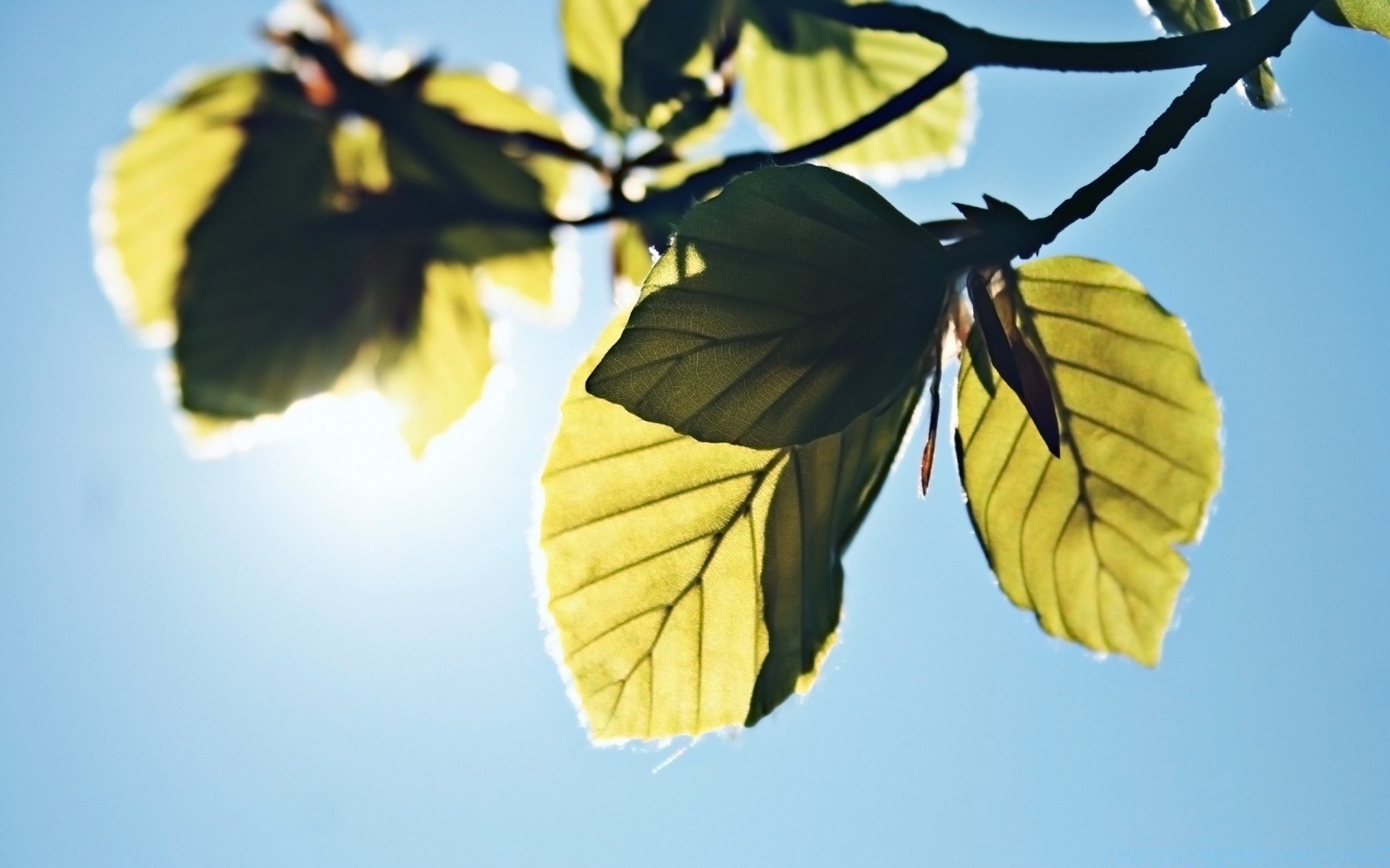 macro leaf nature tree outdoors flora branch sky fall fair weather summer sun bright color daylight wood growth backlit light one