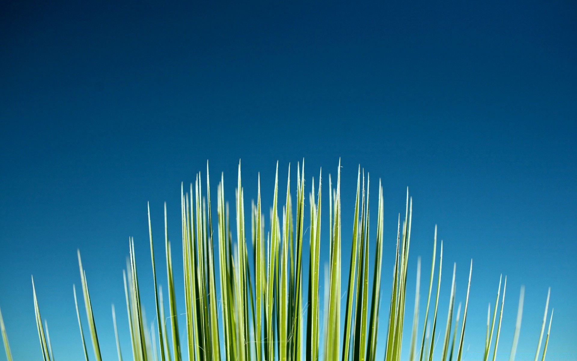 makroaufnahme himmel im freien natur höhe sonne sommer gras mond reisen