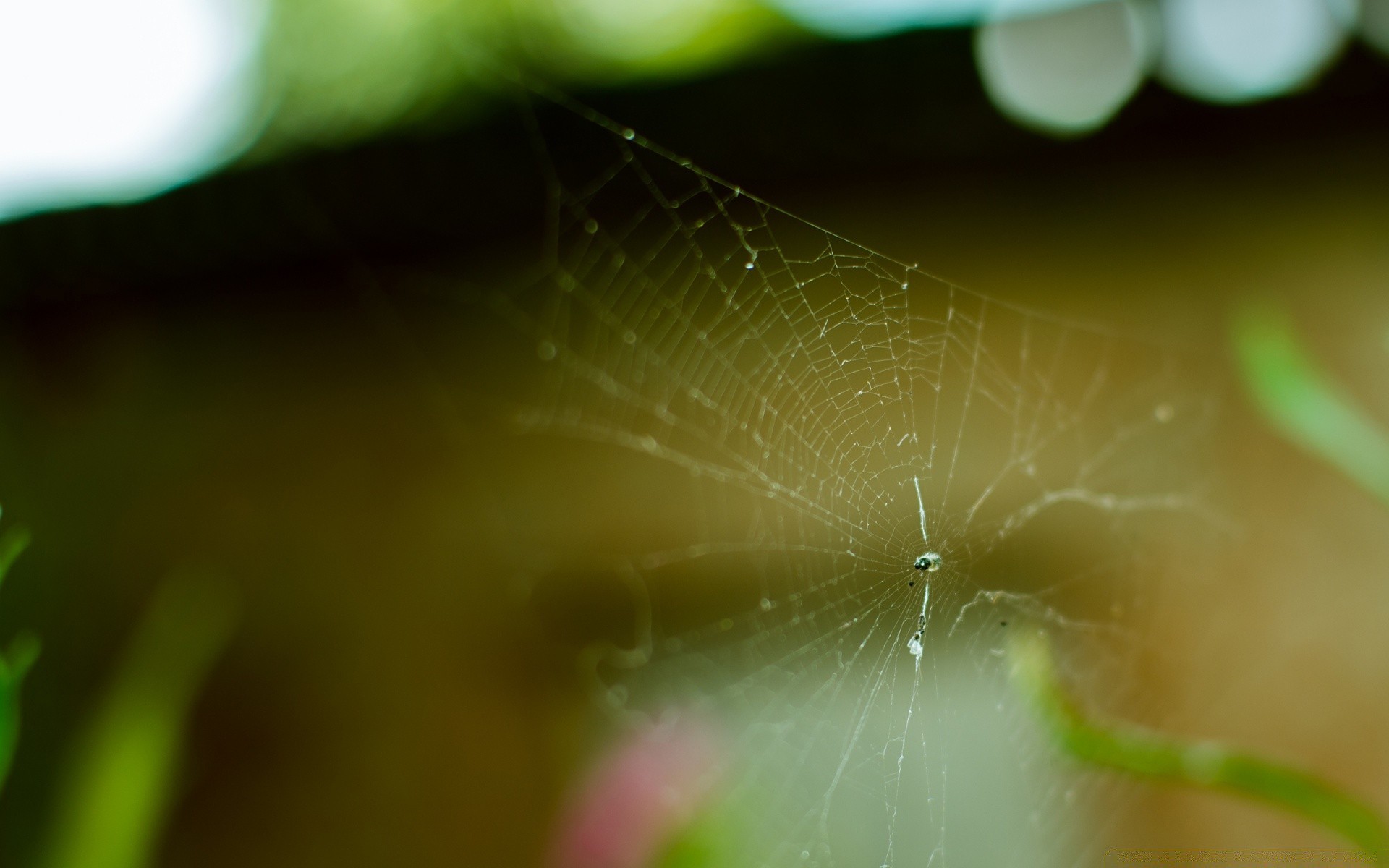 macro araña rocío insecto naturaleza telaraña arácnido desenfoque lluvia luz caída jardín amanecer color telaraña flora hoja escritorio textura web