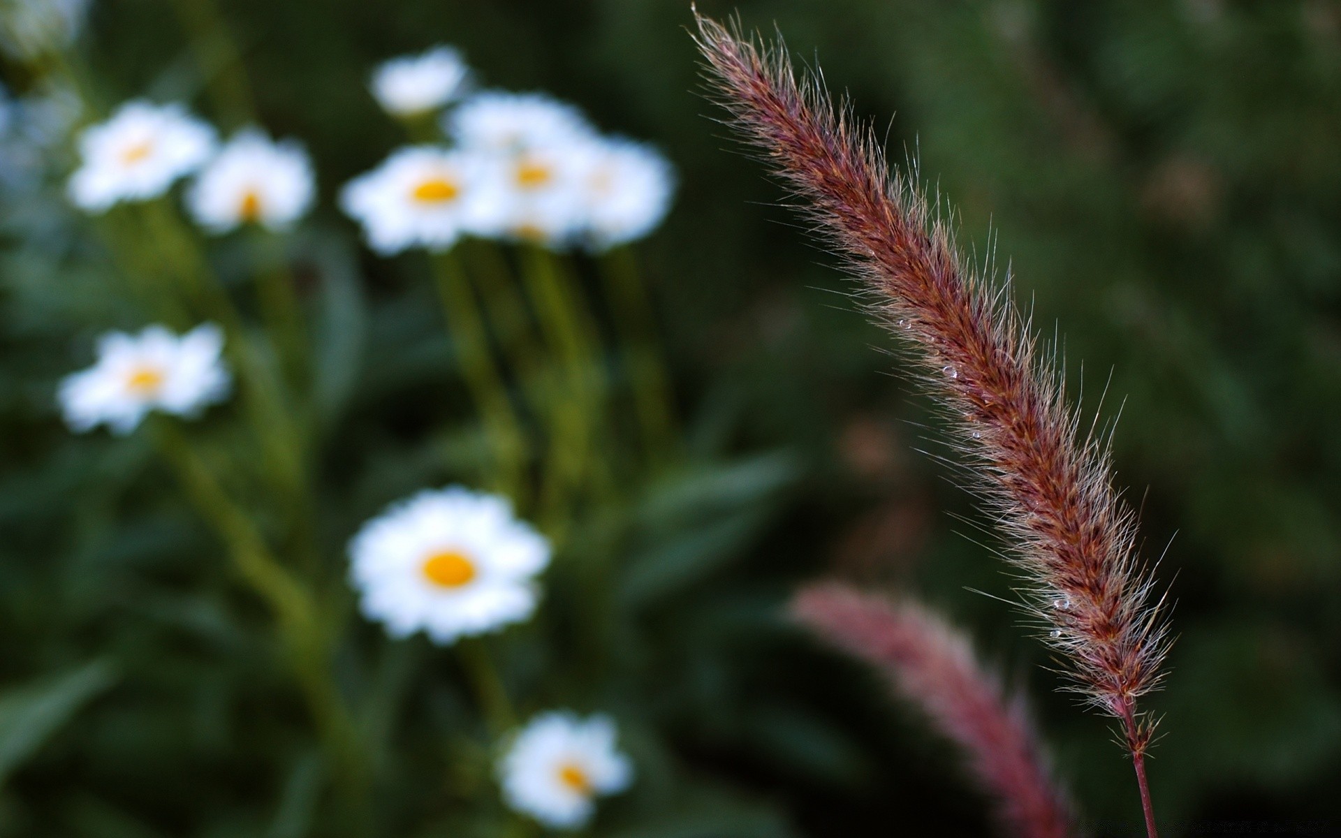 macro flower nature flora color summer close-up field garden grass blooming growth hayfield leaf bright season floral wild outdoors environment