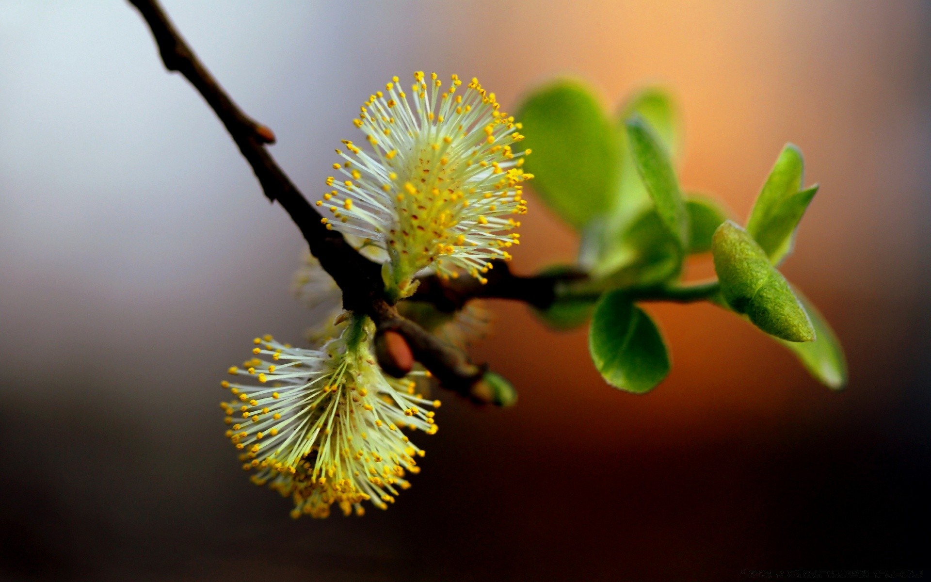 macro flower tree branch nature leaf flora blur growth bud garden delicate outdoors easter pollen color apple blooming