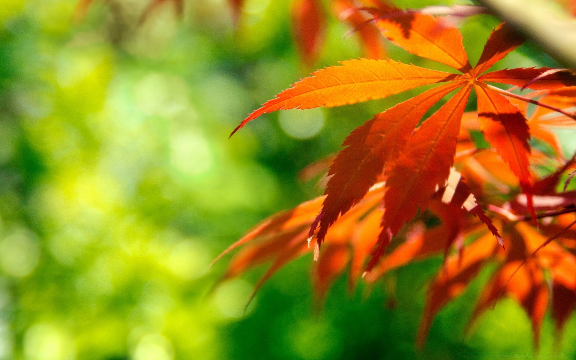 macro leaf nature fall bright flora fair weather outdoors summer lush sun growth maple garden season color tree blur wood