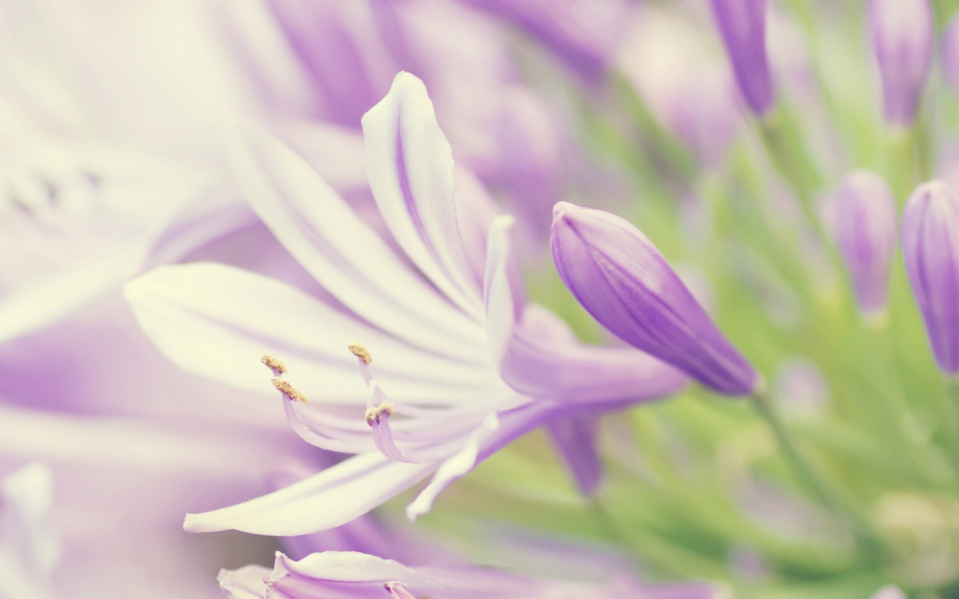 makro natur blume flora sommer garten blatt sanft blütenblatt hell unschärfe blumig blühen wachstum farbe schließen gutes wetter