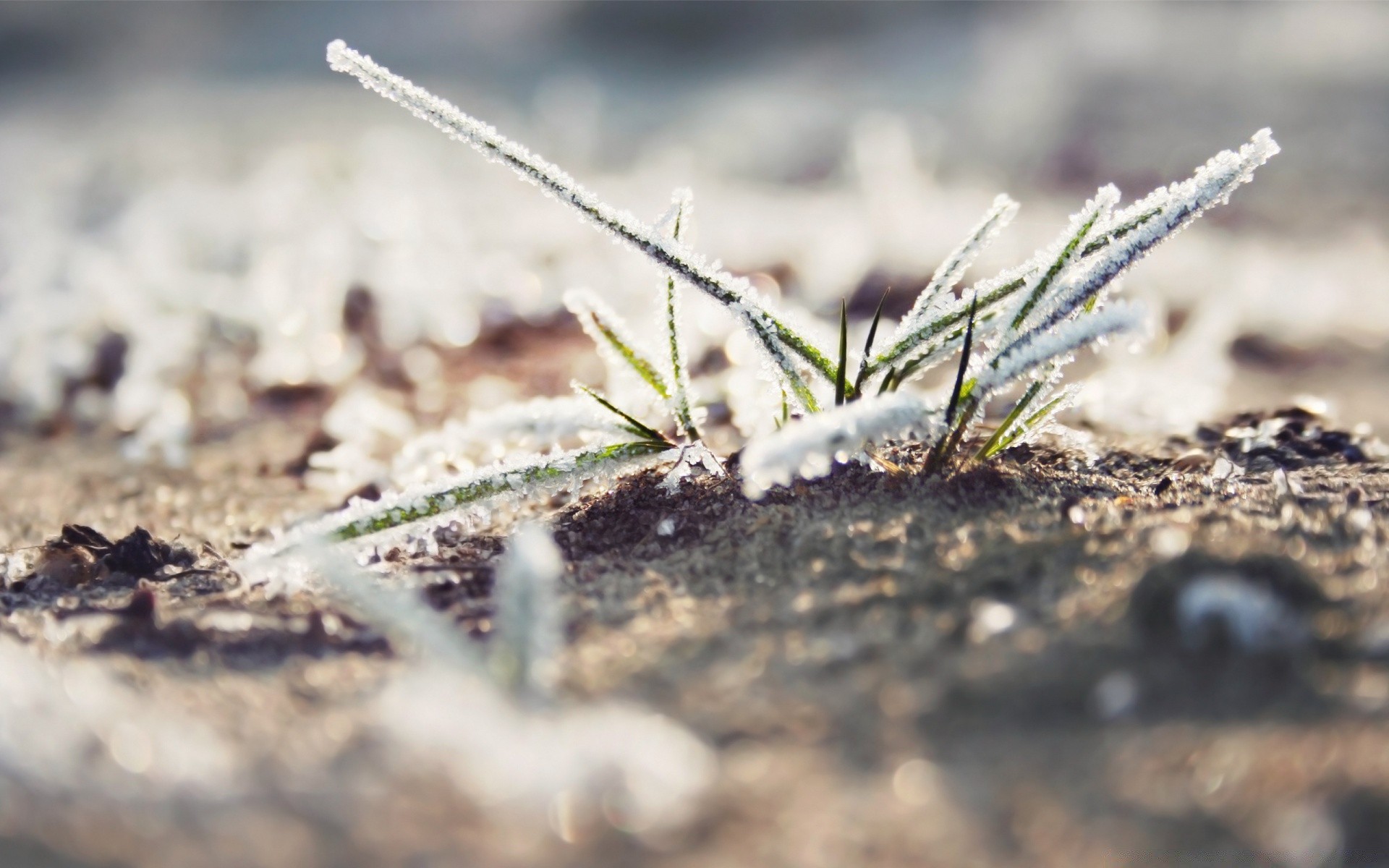 makro natura na zewnątrz ziemia liść flora mało gleby zbliżenie lato trawa środowiska