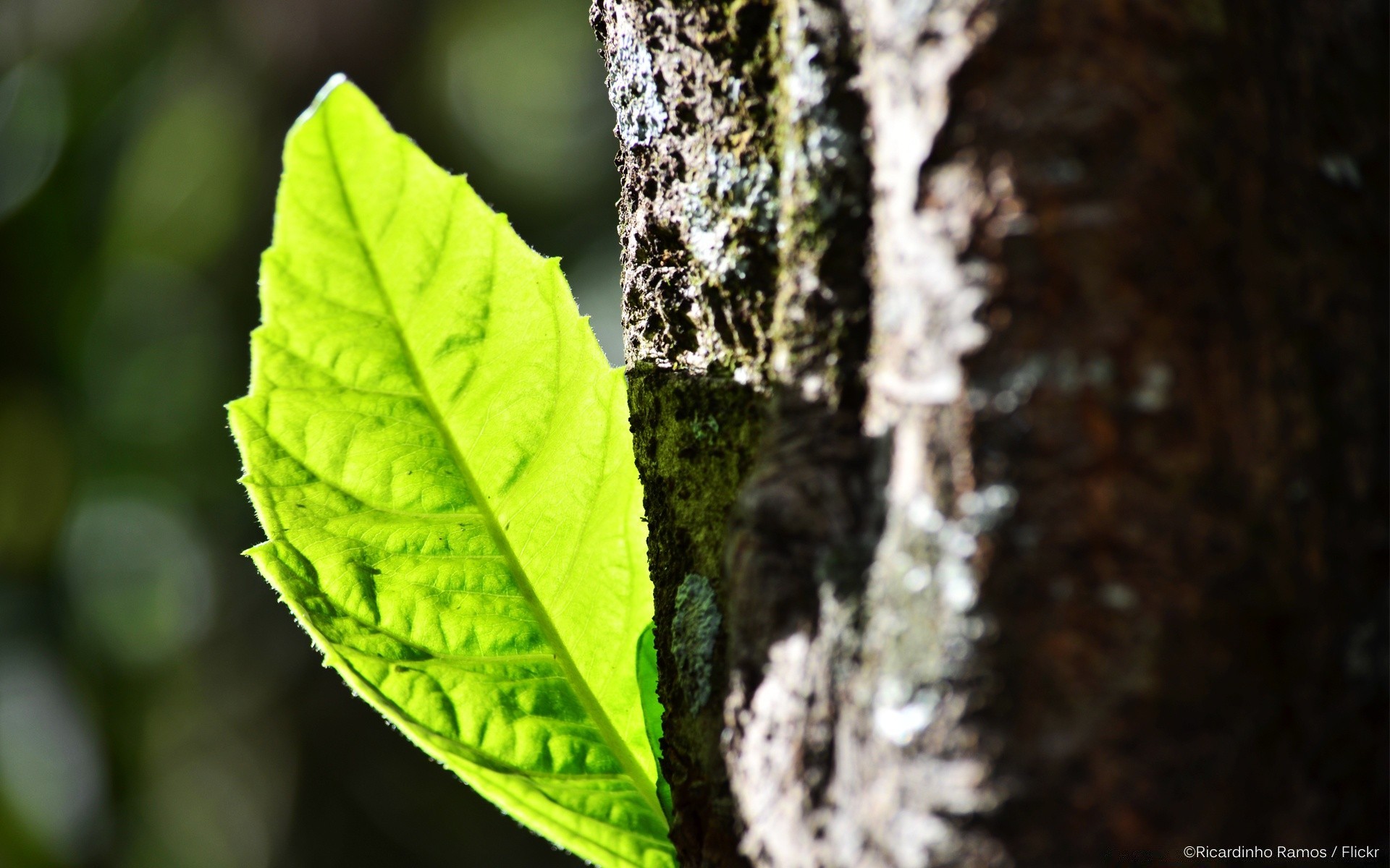 macro foglia natura legno albero all aperto crescita autunno flora pioggia