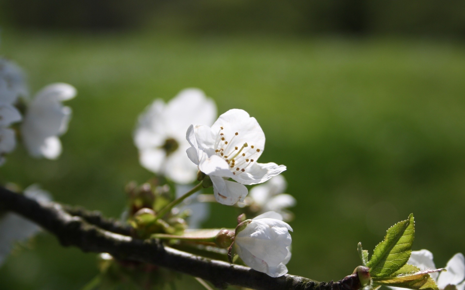 macro nature flower apple tree leaf flora cherry outdoors summer growth garden season branch park blooming close-up bud fair weather petal