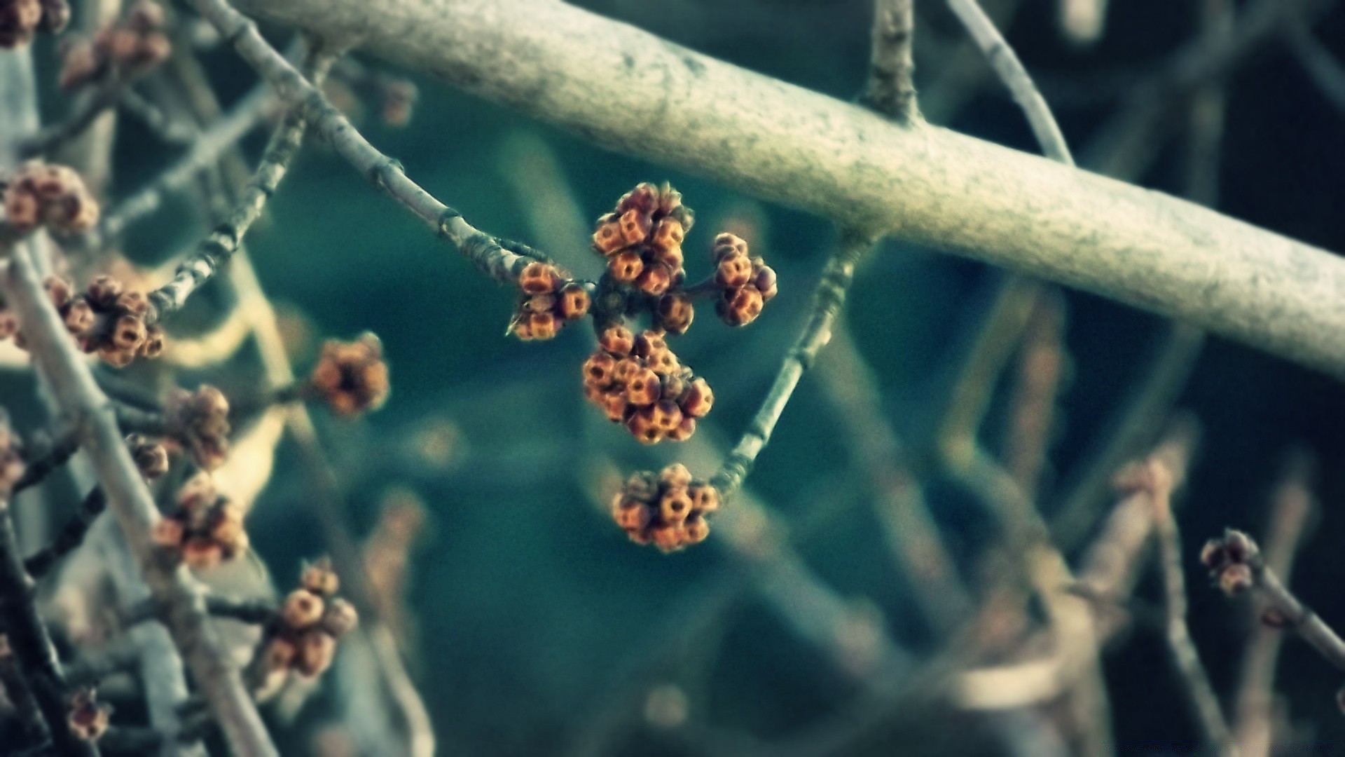 macro nature outdoors flora leaf close-up food invertebrate garden tree