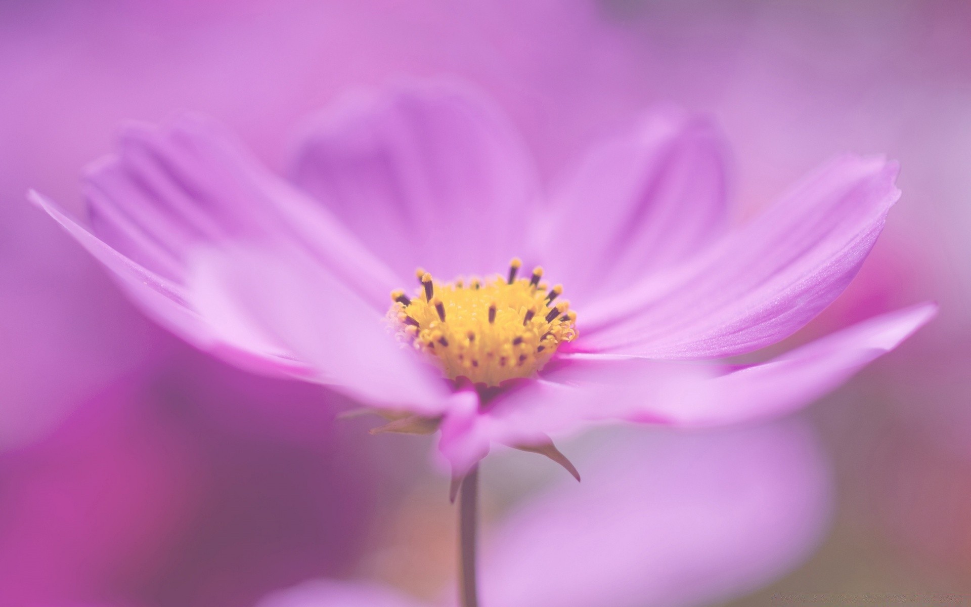 macro nature fleur flore été feuille lumineux pétale flou couleur