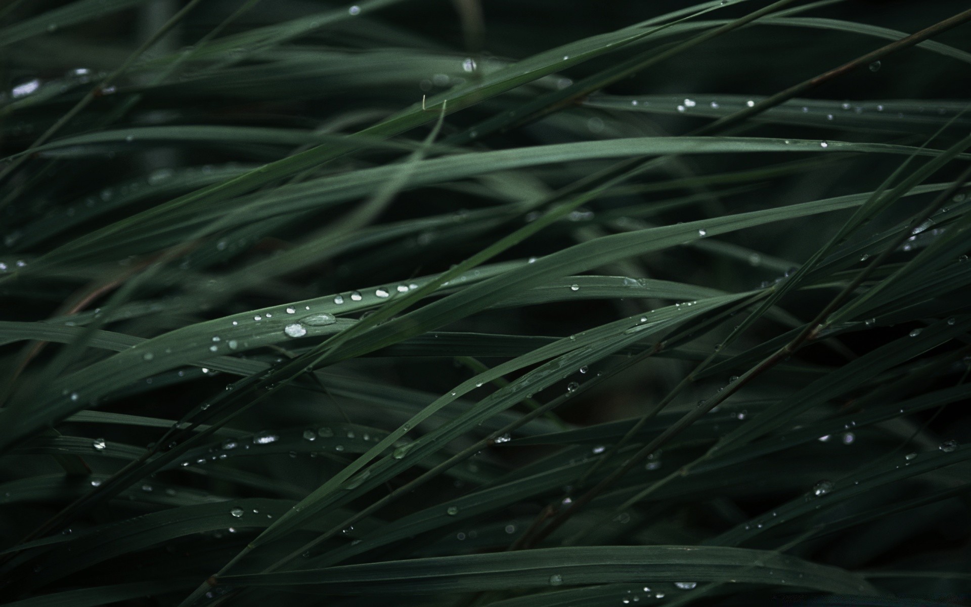 macro flora dew leaf rain nature grass drop growth freshness wet dawn desktop summer lawn color blade environment garden outdoors