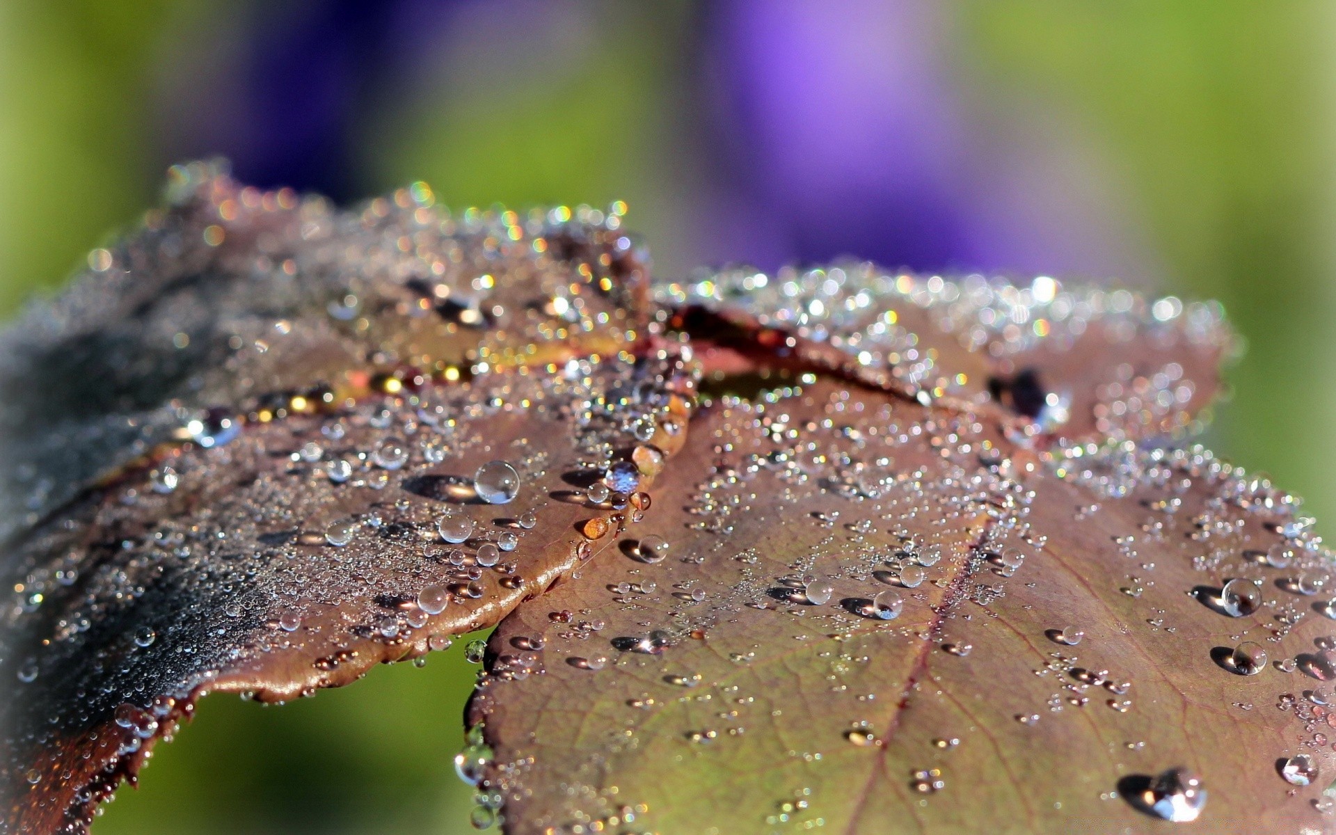 makroaufnahme regen natur tau im freien blatt fallen herbst wasser nass schließen unschärfe flora