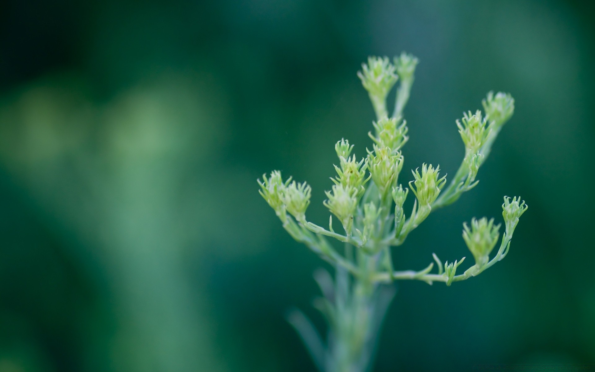 makro natura liść wzrost rozmycie lato flora na zewnątrz trawa kwiat