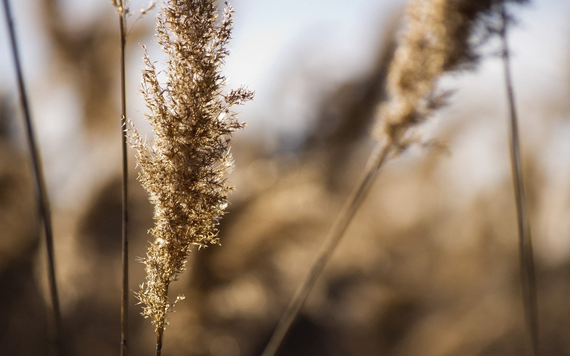 makroaufnahme natur winter frost im freien jahreszeit baum gutes wetter schnee sonne schließen blatt flora feld des ländlichen herbst wachstum gras unschärfe blume