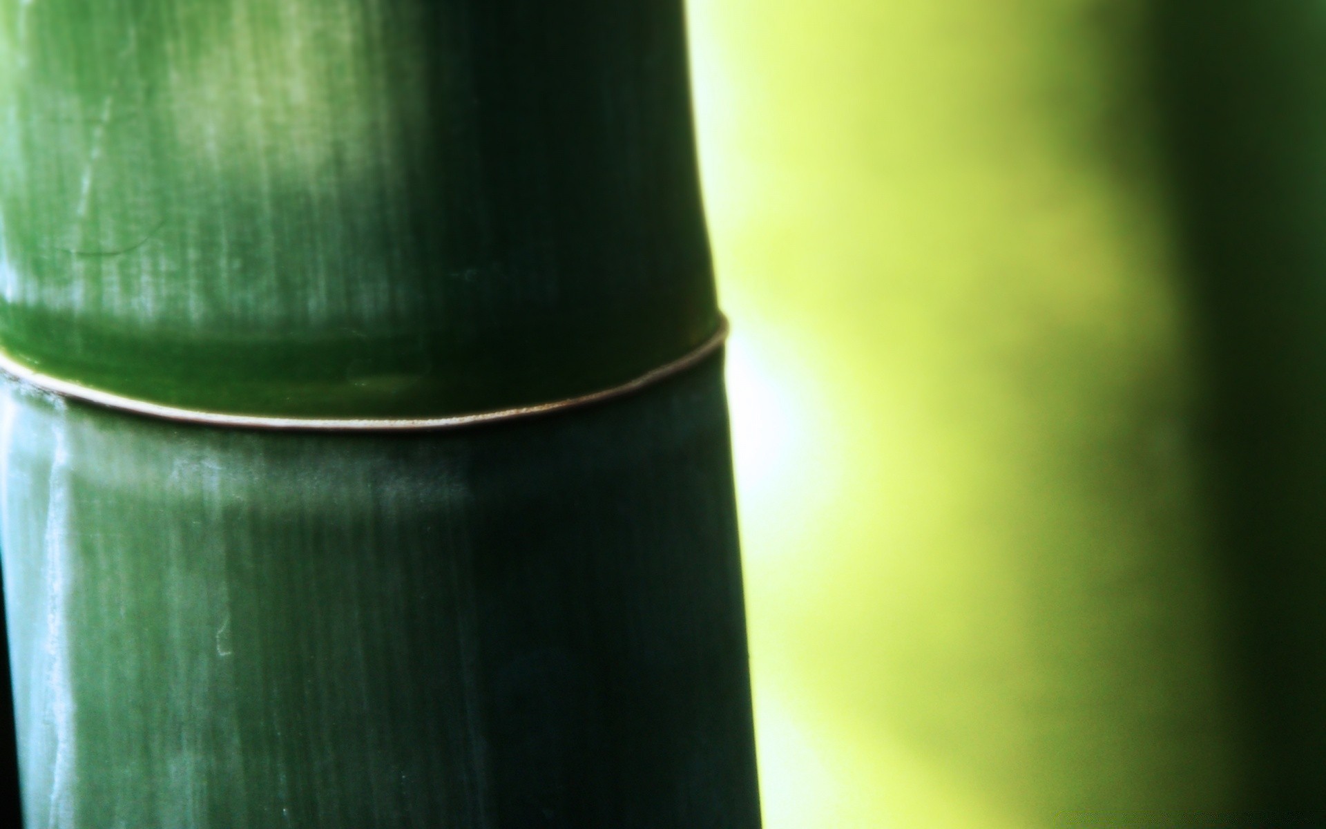 macro drink beer bottle blur leaf empty