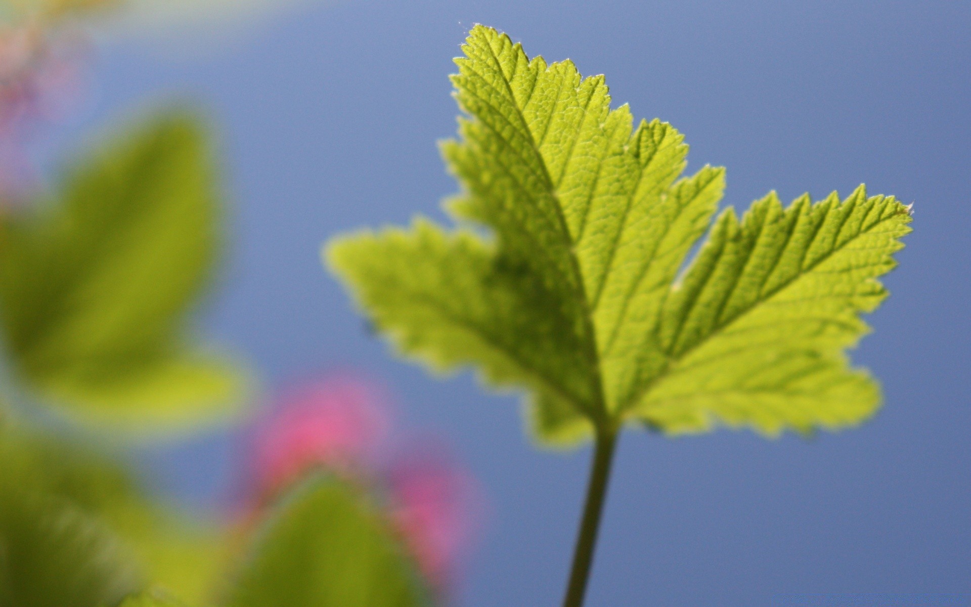 makroaufnahme blatt natur flora wachstum sommer sonne gutes wetter garten hell schließen medium farbe im freien baum gras üppig