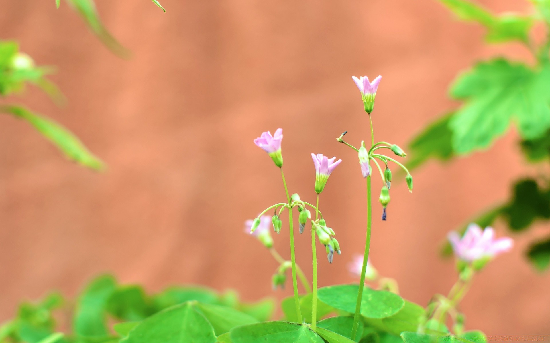 macro leaf flora nature growth summer garden flower outdoors grass environment fair weather agriculture