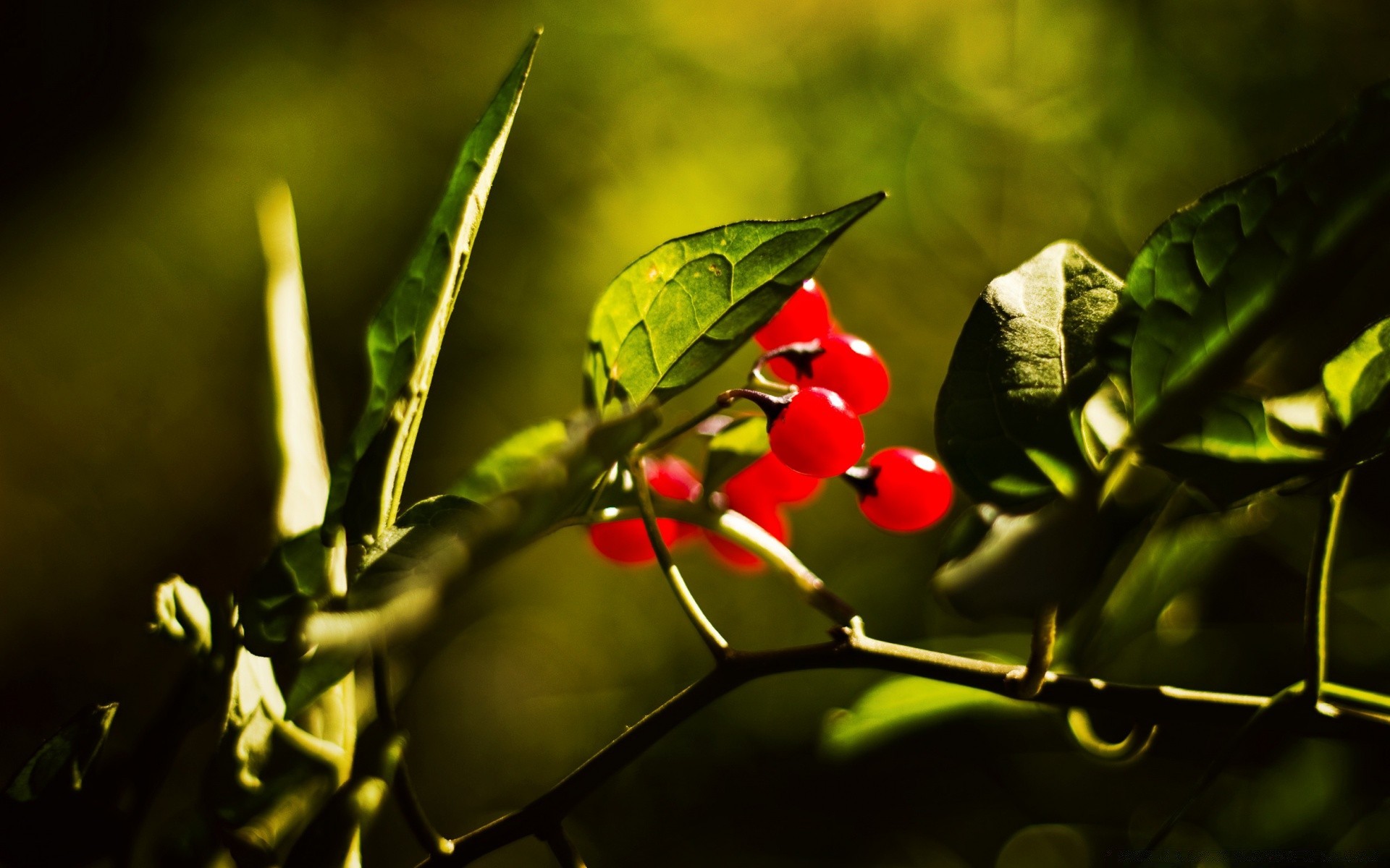 macro leaf nature blur garden tree grow food flower growth flora fruit branch outdoors color