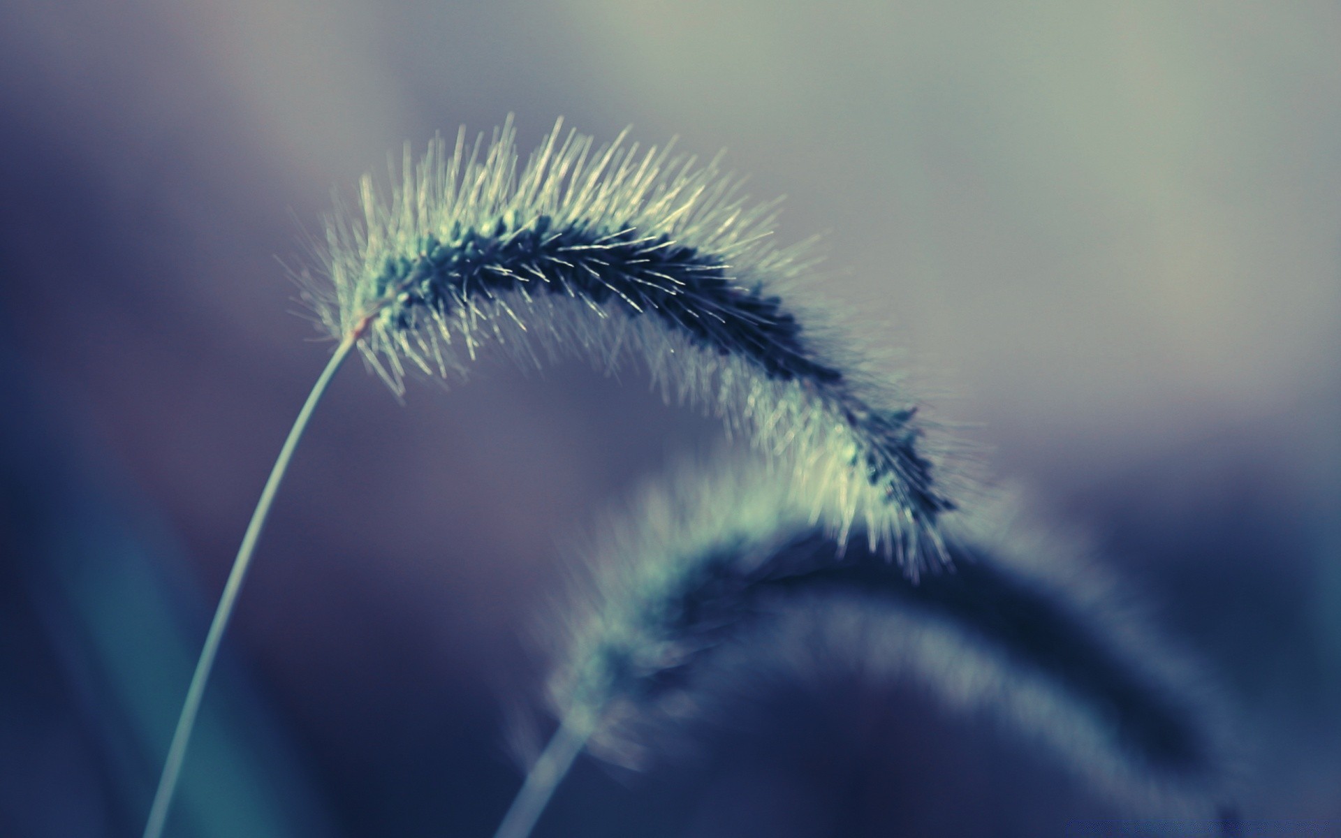 macro nature outdoors growth flora flower blur close-up grass downy insect biology