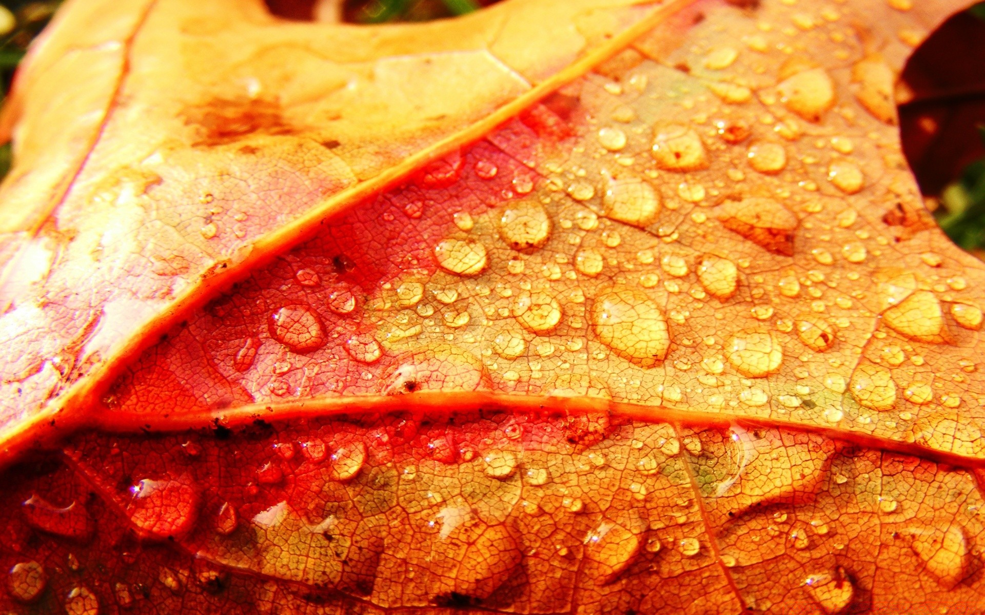 macro foglia cibo desktop texture autunno colore flora close-up freschezza natura luminoso tradizionale