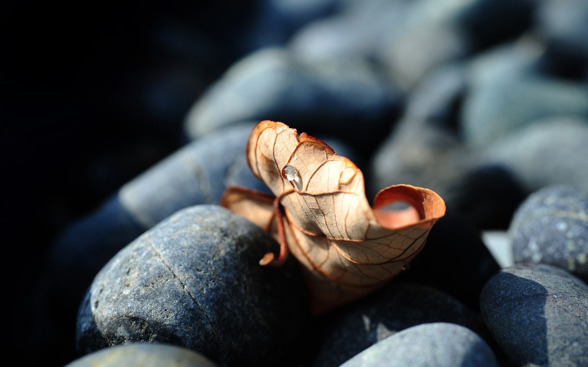 macro naturaleza comida al aire libre