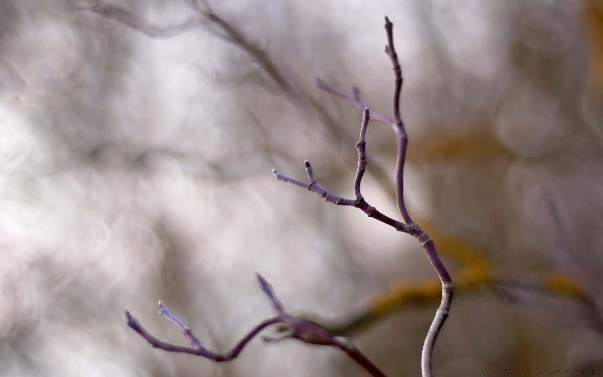 macro natureza inverno árvore pássaro ao ar livre neve borrão outono flor aranha biologia luz