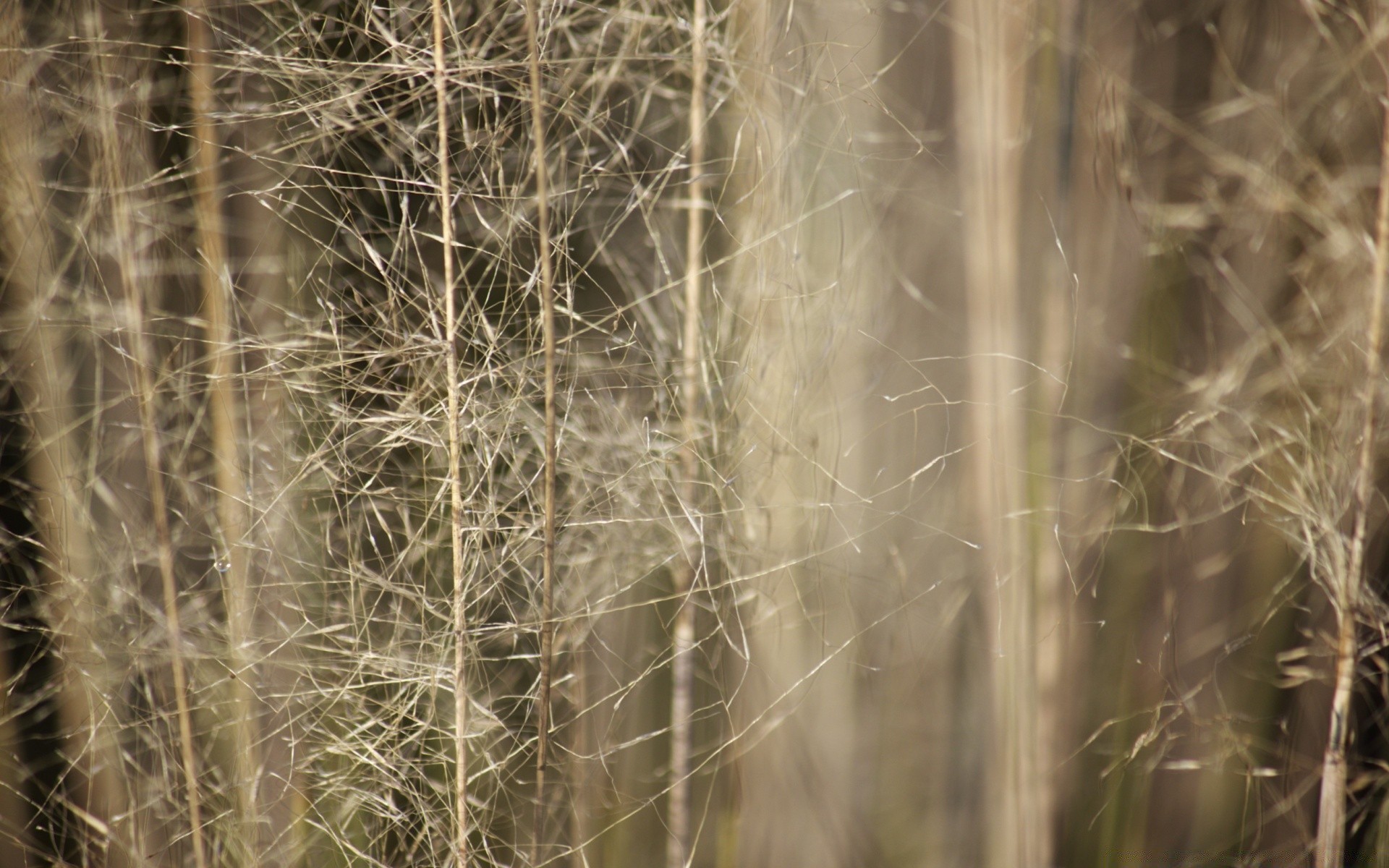 macro nature winter dawn outdoors landscape fall wood fair weather sun grass fog light