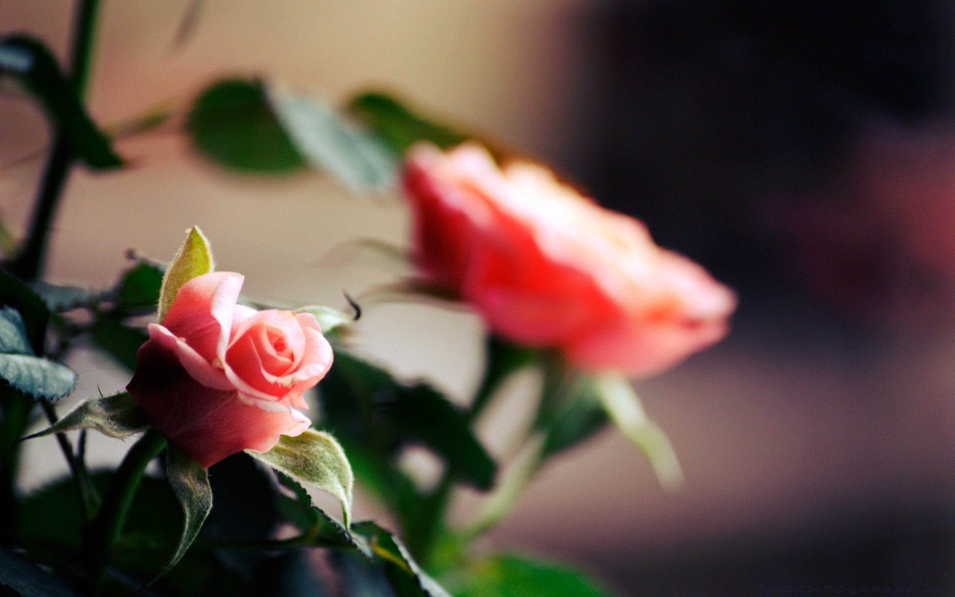 macro rosa fiore amore foglia matrimonio romanticismo natura petalo floreale giardino colore flora still life romantico fiore