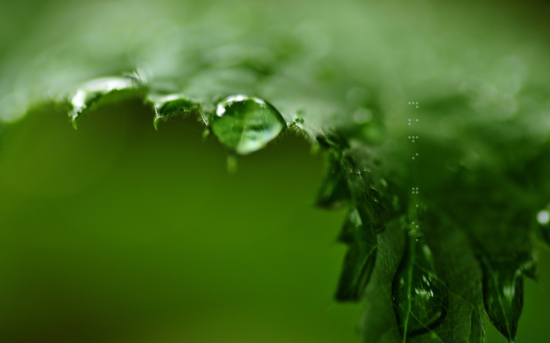 macro rain leaf dew drop droplet blur dof water nature wet growth flora garden raindrop focus purity lush grass freshness