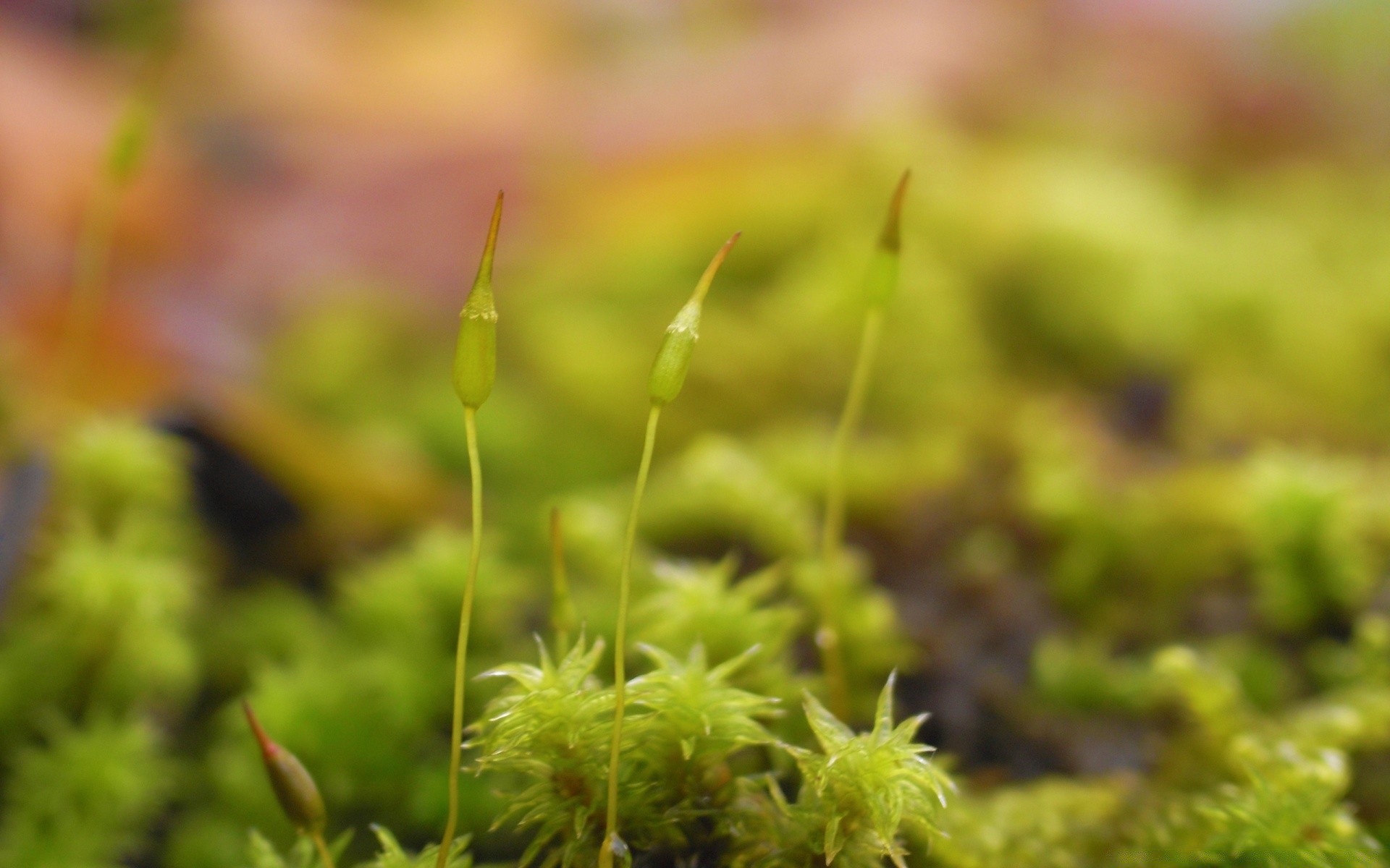 macro nature leaf growth flora grass outdoors summer garden little moss ground fair weather close-up environment bright wood wild season rural