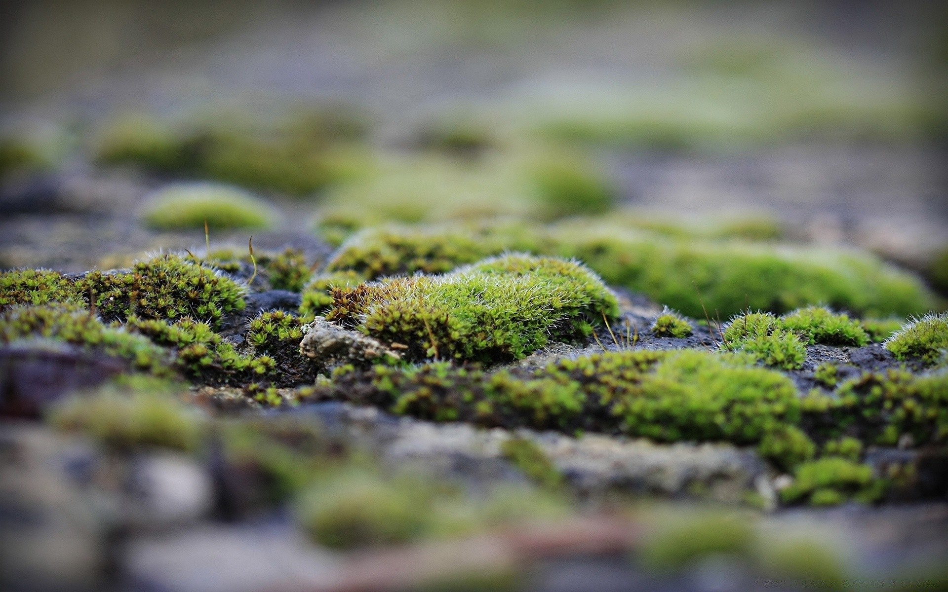 macro moss nature flora leaf outdoors stone water grass garden ground desktop growth summer close-up color rock flower agriculture