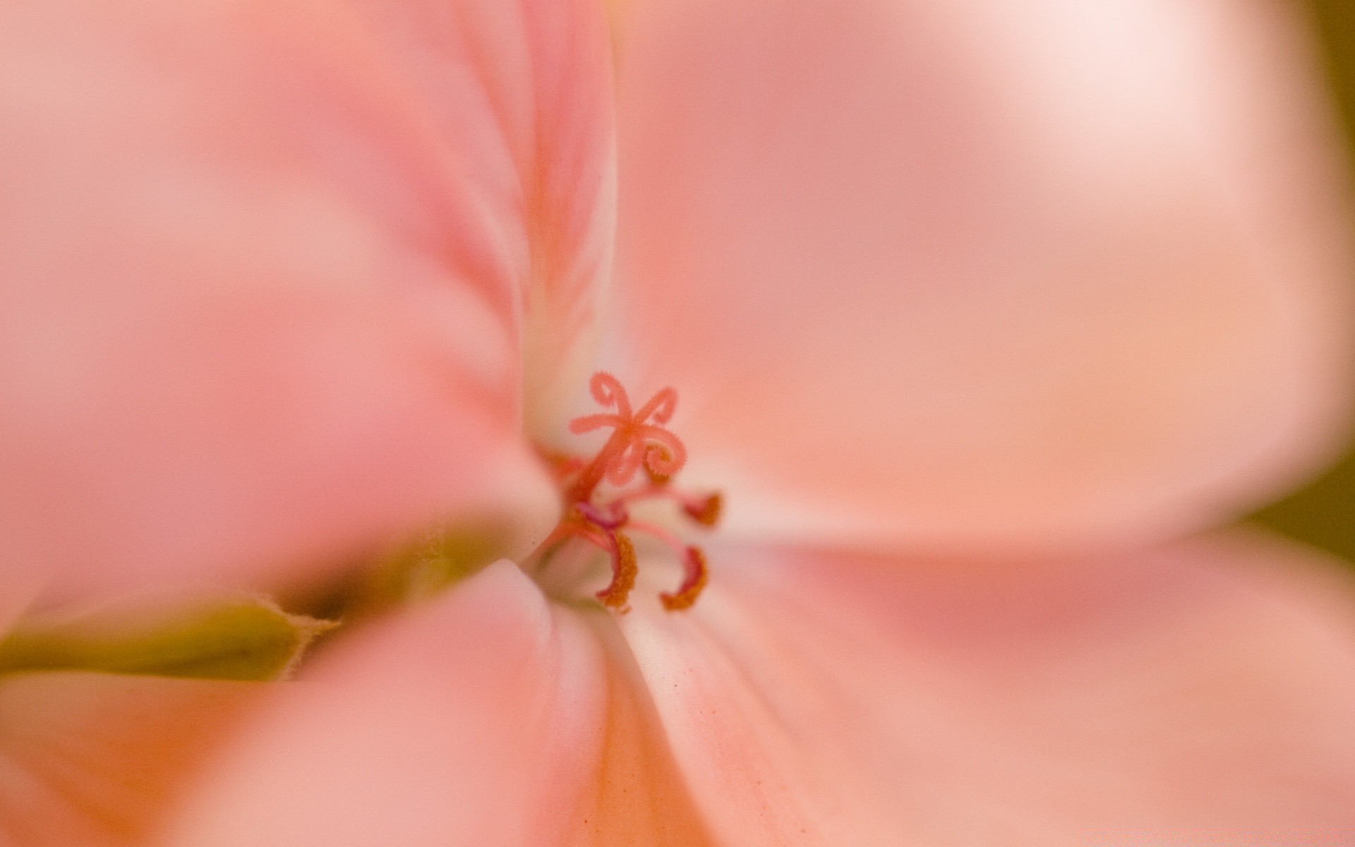 macro nature fleur flore été feuille lumineux jardin couleur délicat flou