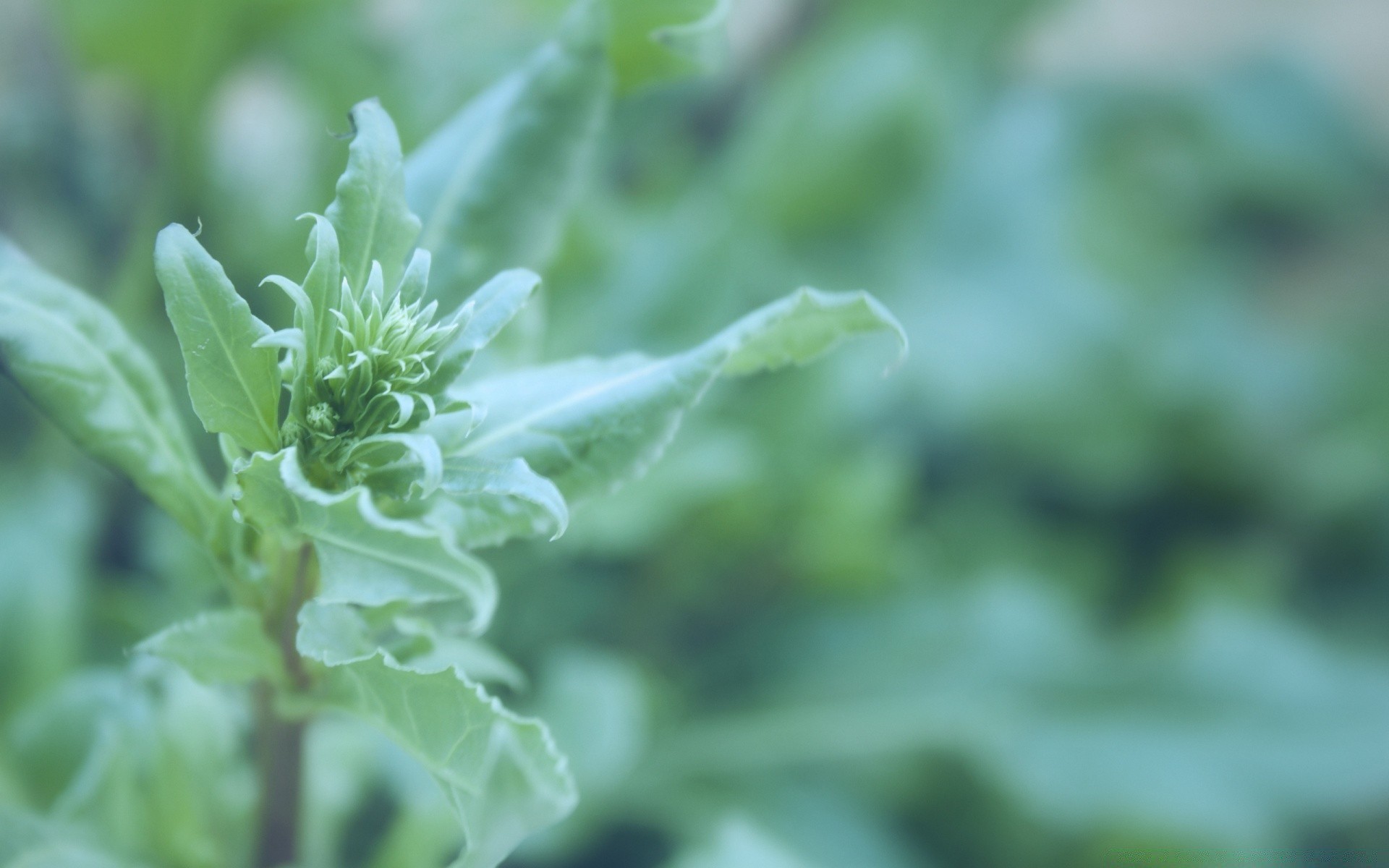 macro leaf flora nature food vegetable growth garden close-up herb freshness spice medicine herbal summer