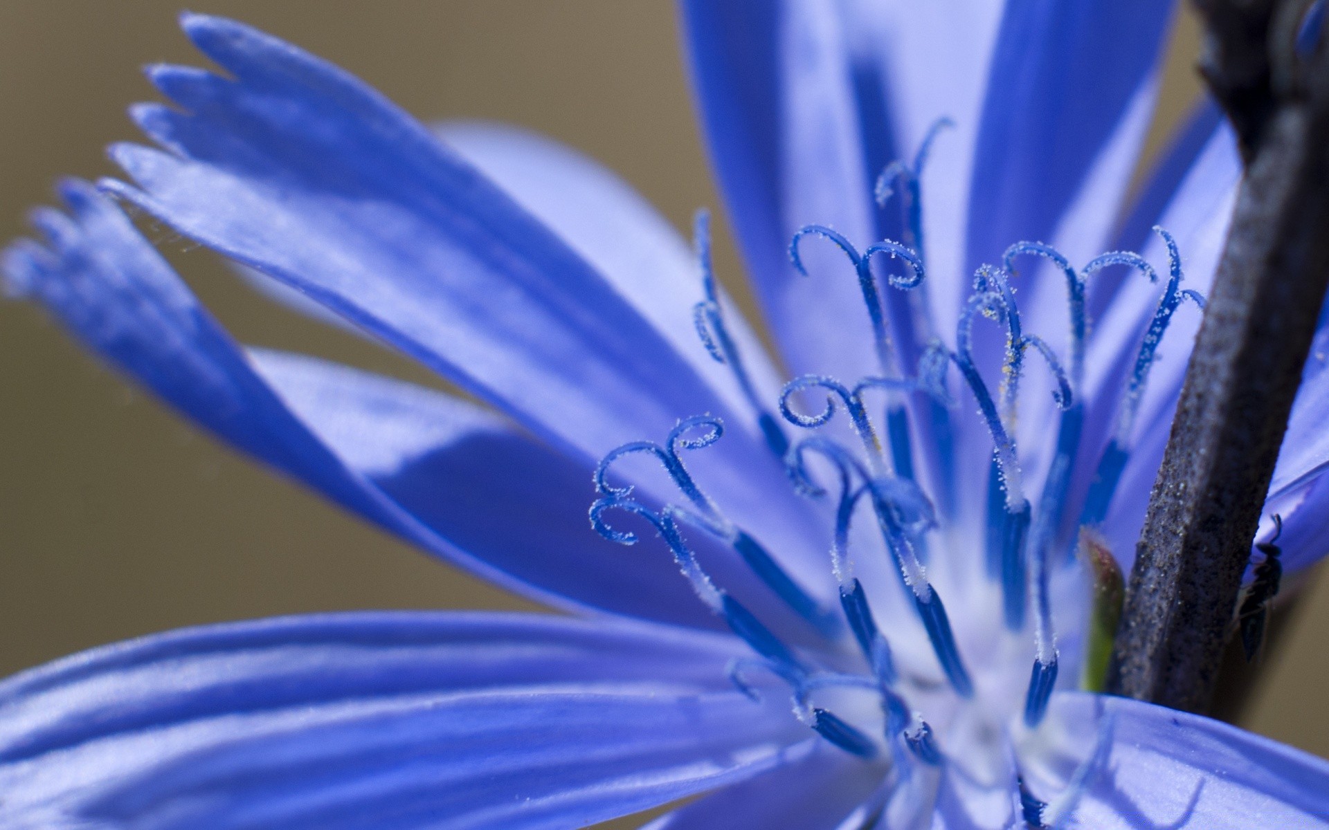 macro fleur nature délicat flore été flou feuille pétale à l extérieur couleur lumineux jardin humide