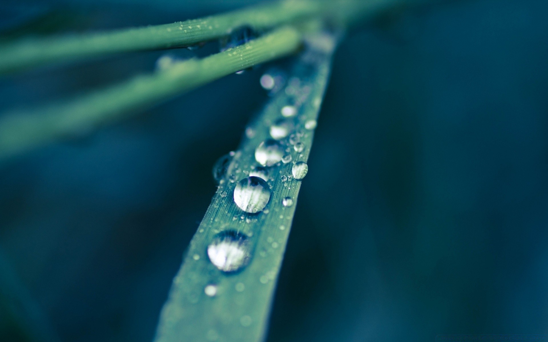 macro pluie goutte rosée eau gouttes humide réflexion brille turquoise dof liquide lumière