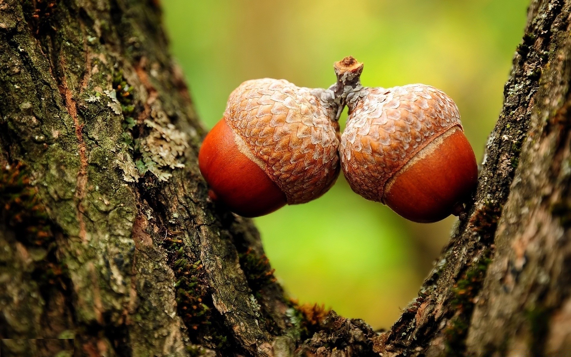 macro nature arbre bois automne feuille alimentaire gros plan jardin fruits à l extérieur flore mousse saison champignon couleur bureau pluie été