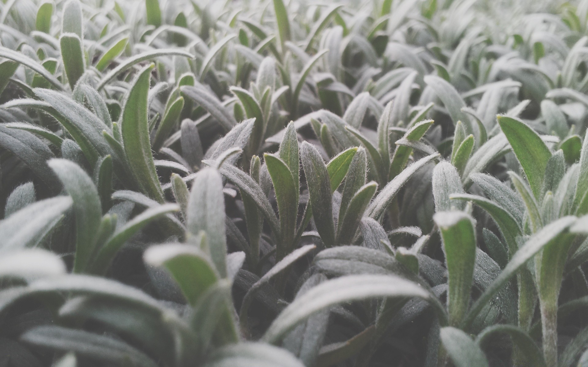 makro flora natura liść ogród soczysty jedzenie zbliżenie wzrost medycyna pulpit rolnictwo ziołowy kaktus farma kolor zdrowy na zewnątrz zioła