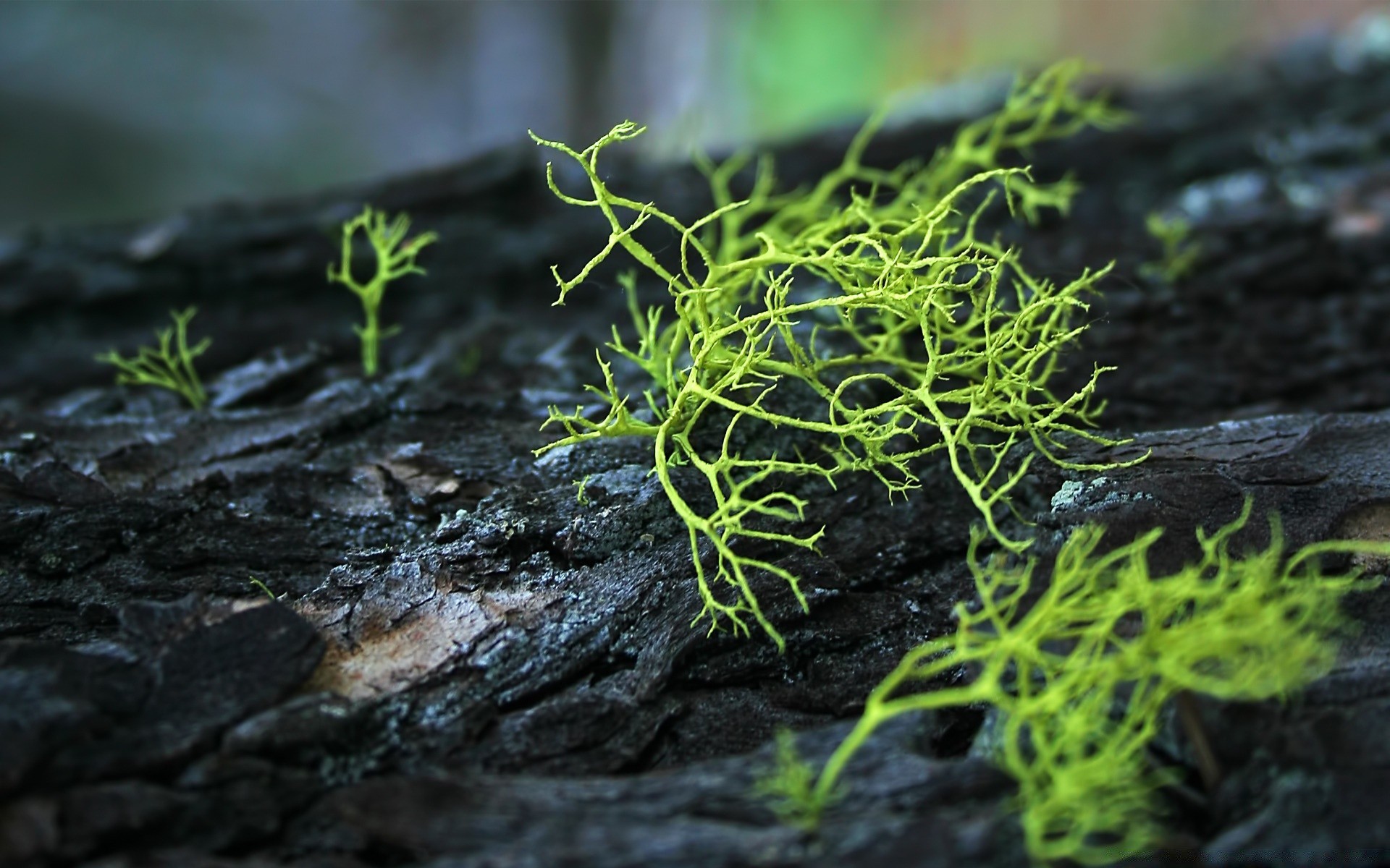 macro naturaleza hoja flora al aire libre crecimiento musgo primer plano medio ambiente verano poco madera escritorio comida jardín suelo frescura mojado