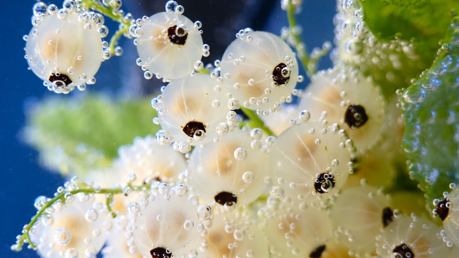 природа цветок дождь падение украшения росы воды лето