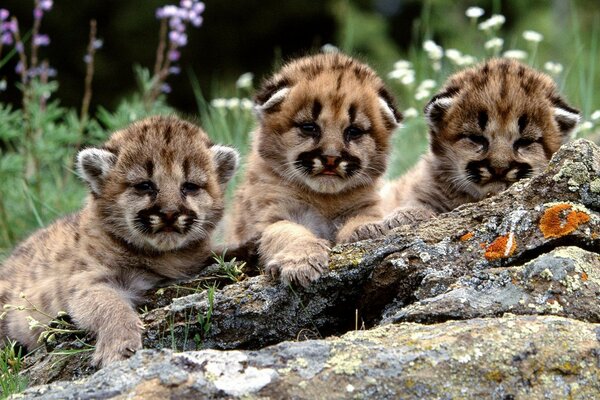 Three tiger cubs, watching from a secluded place