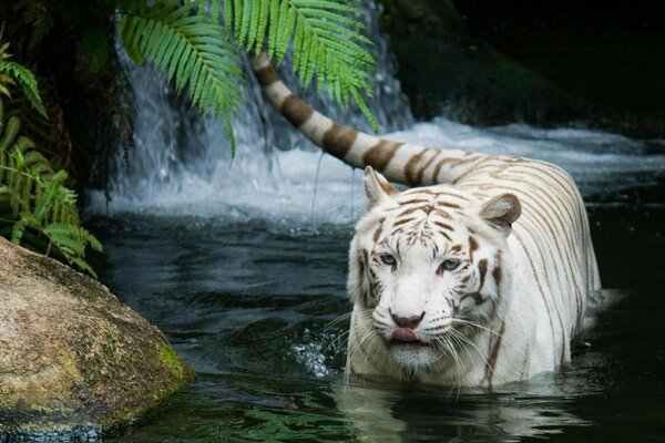 White tiger comes out of the water